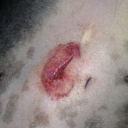 open spay incision
