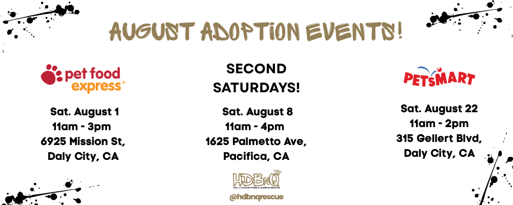 HDBnQ Rescue August Adoption Events in San Francisco Bay Area, Daly City, and Pacifica