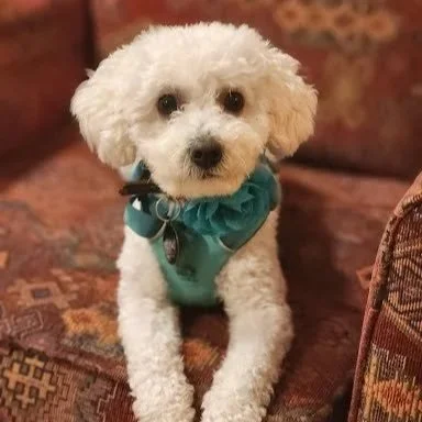 A small white poodle wearing a blue harness and bandana sitting on a patterned carpet.