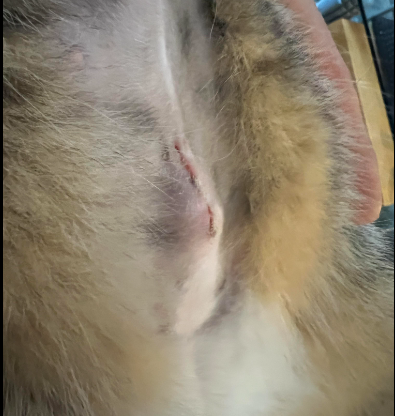 fluid collection due to too much activity