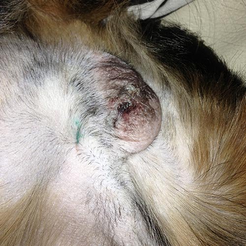 normal neuter incision no sutures