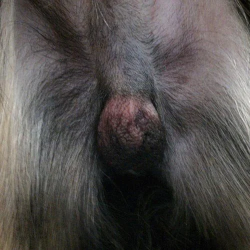 Swollen neuter but normal incision