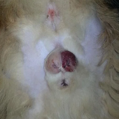 abnormal cat neuter
