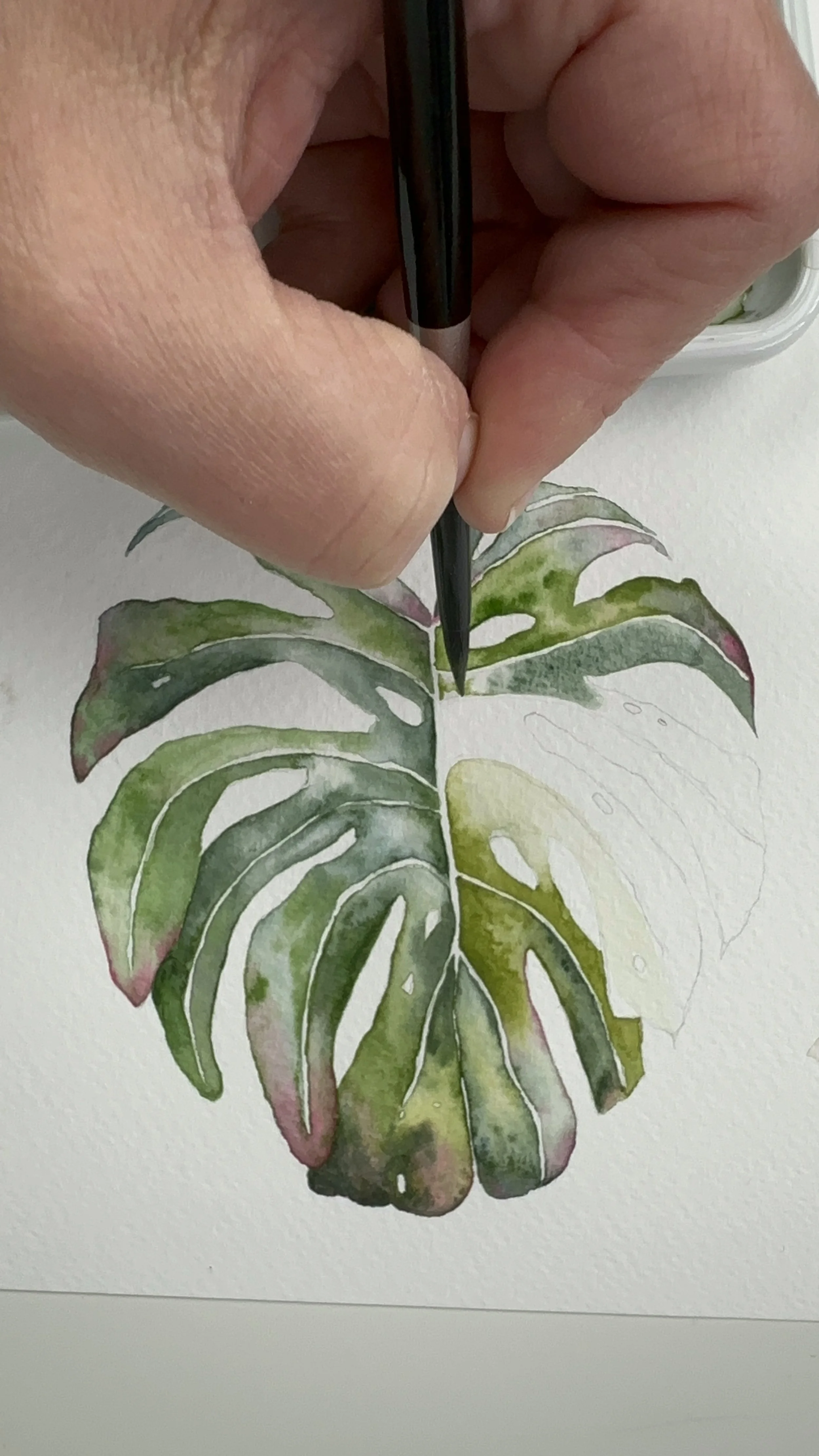aquarel van monstera basis cursus aquarel