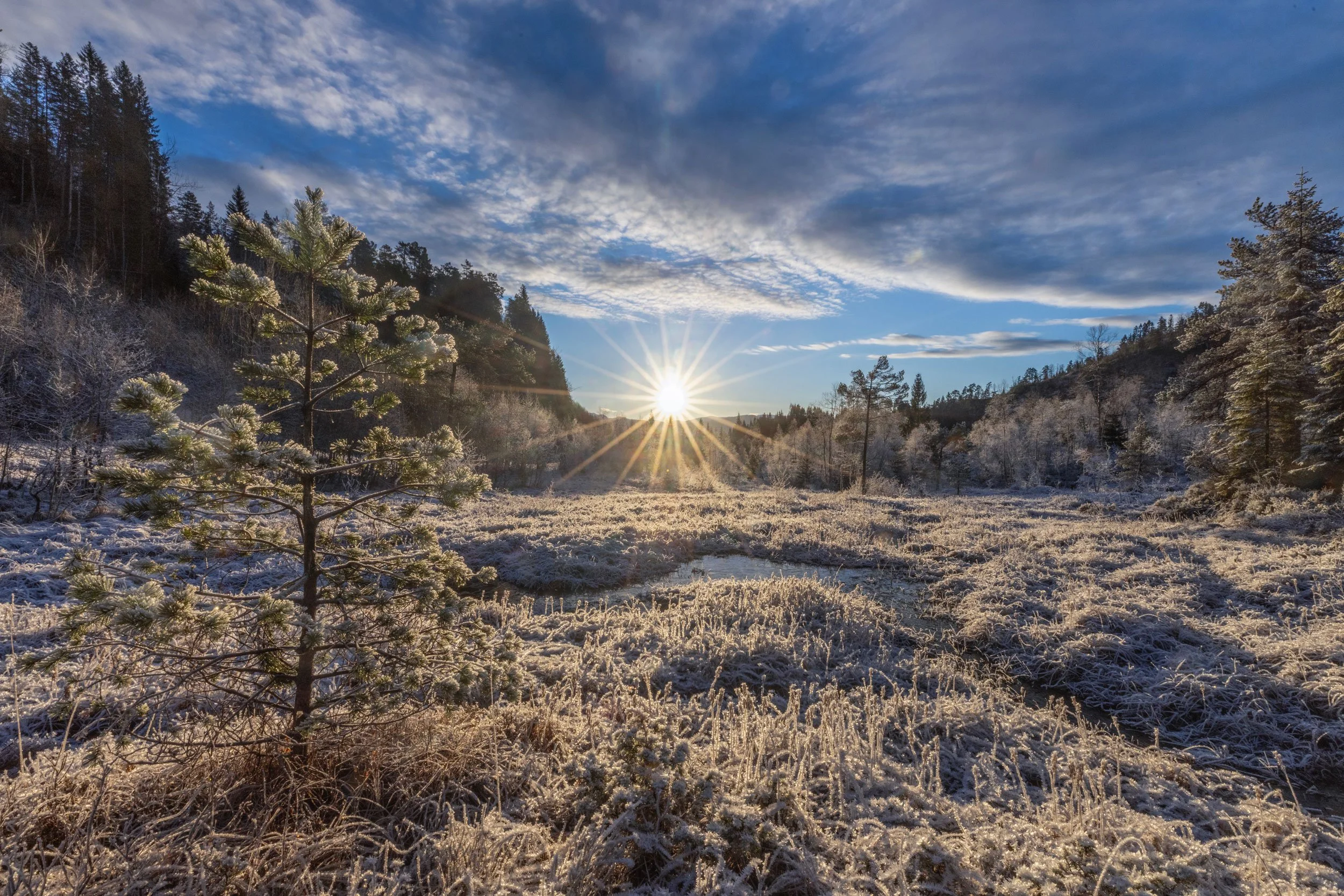 Rimfrost , Myraleitet , Fitjadalen.