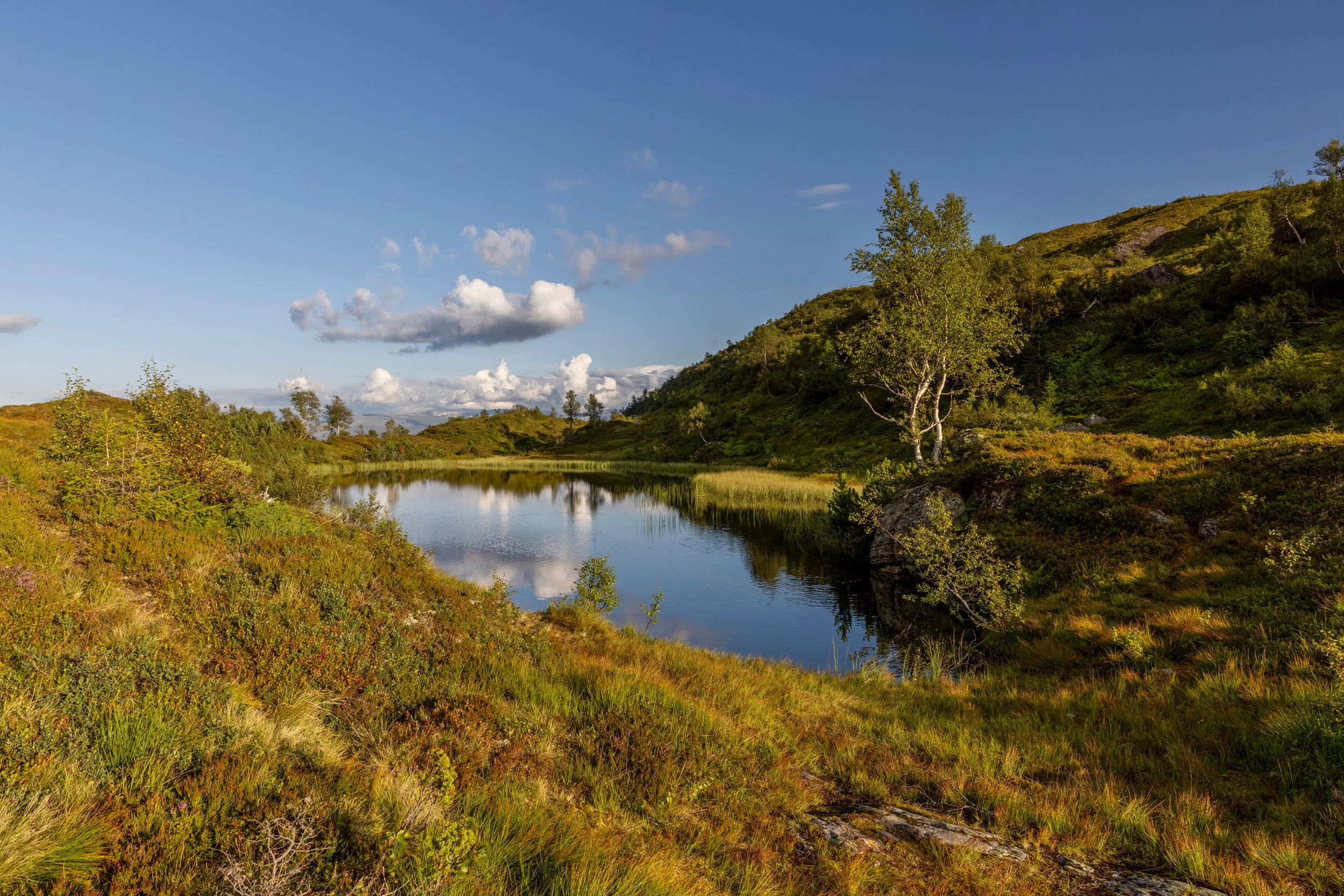 Tjødne på Soldalsfjellet.
