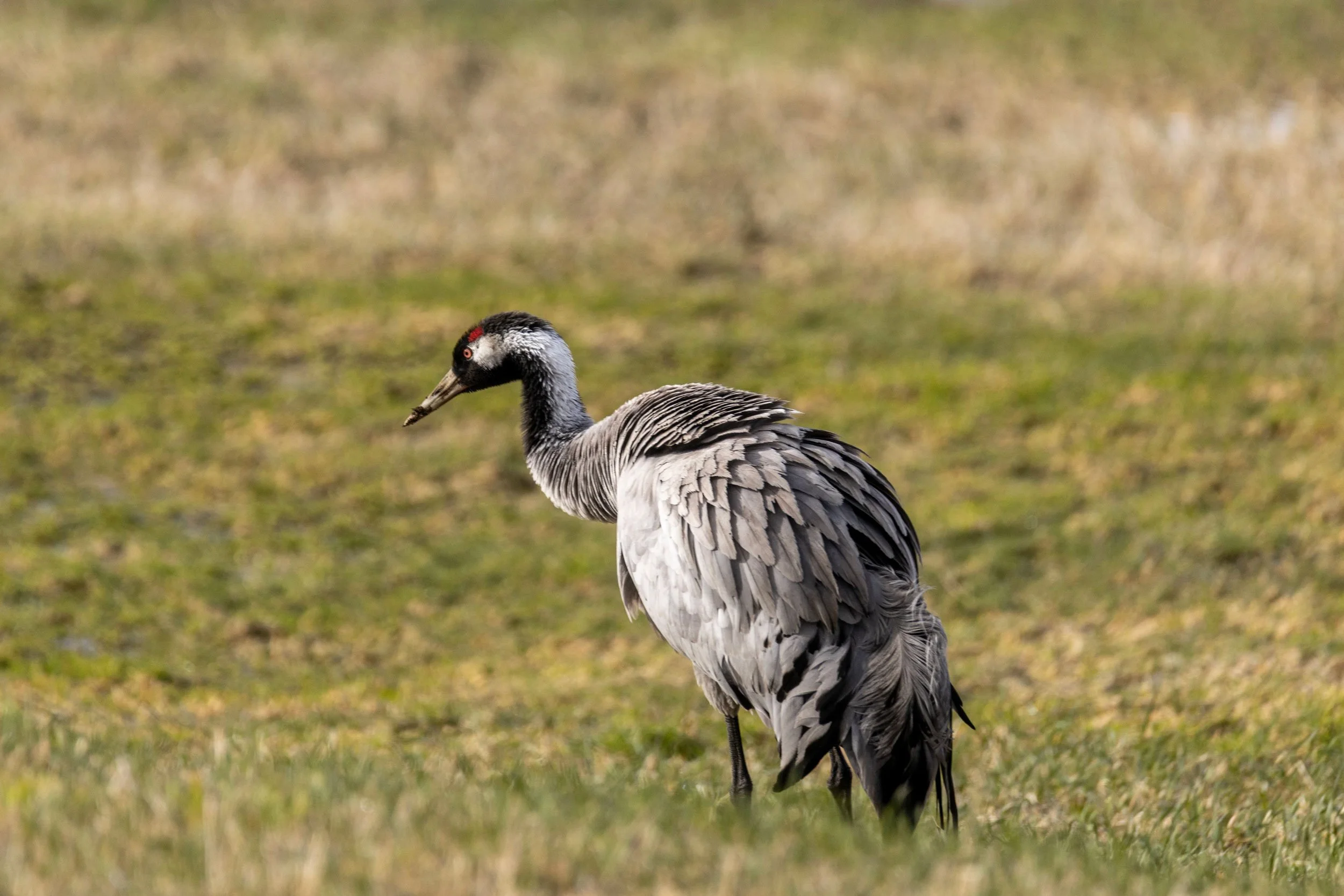 Trane , Øystese 31 Mars 2026.