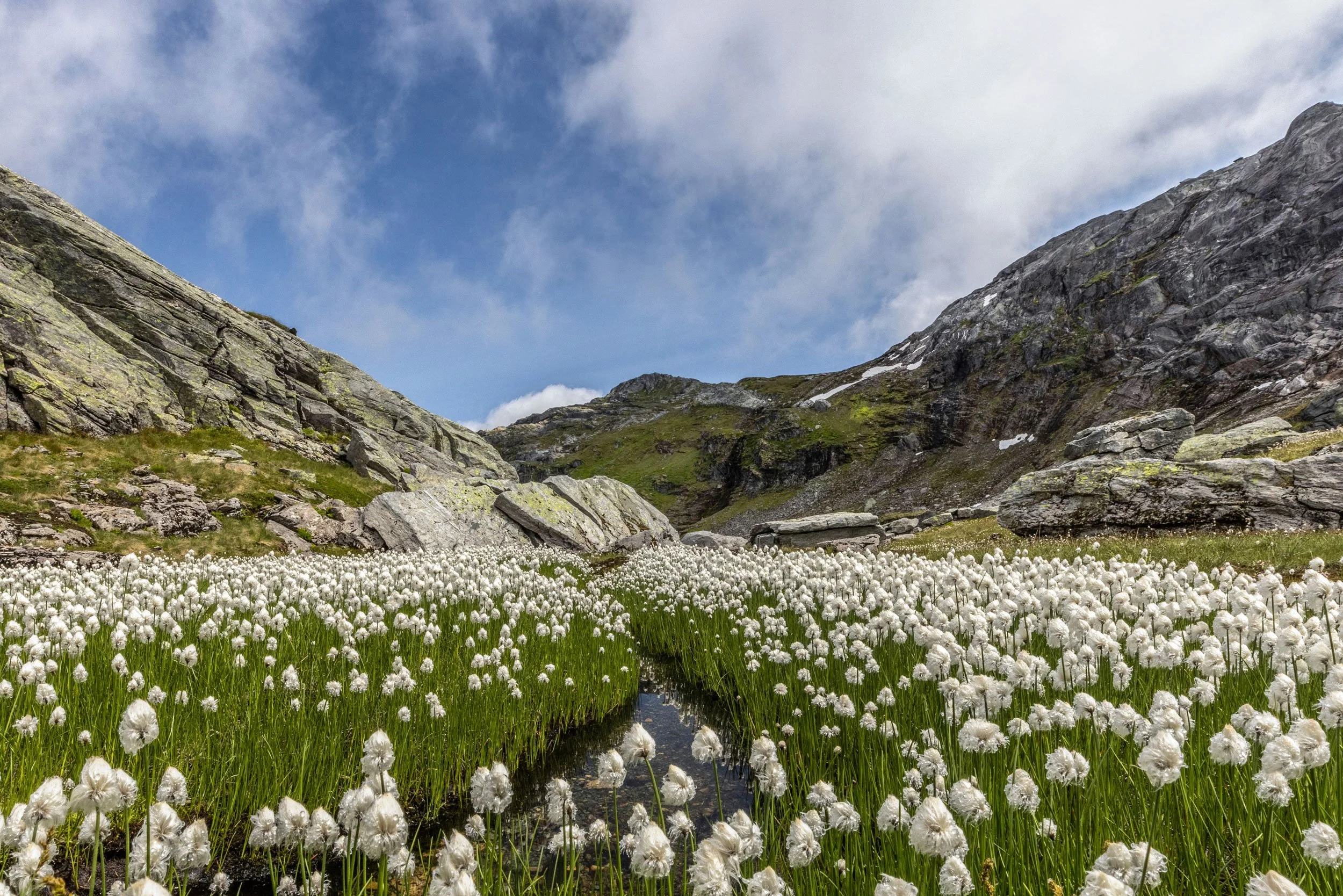 Myrull på Fuglafjell.