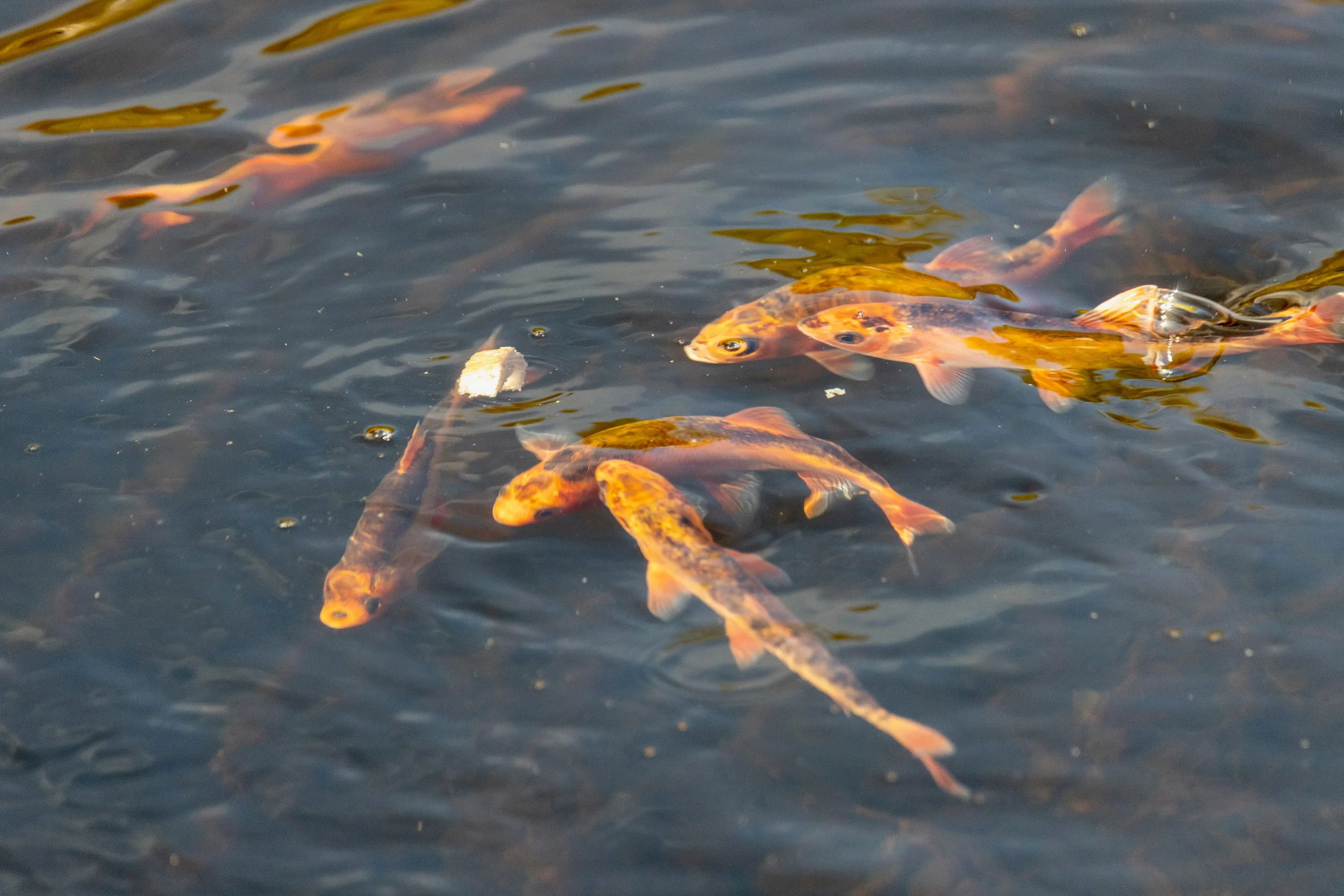 Gullfisk i tjødne på Soldalsfjellet.