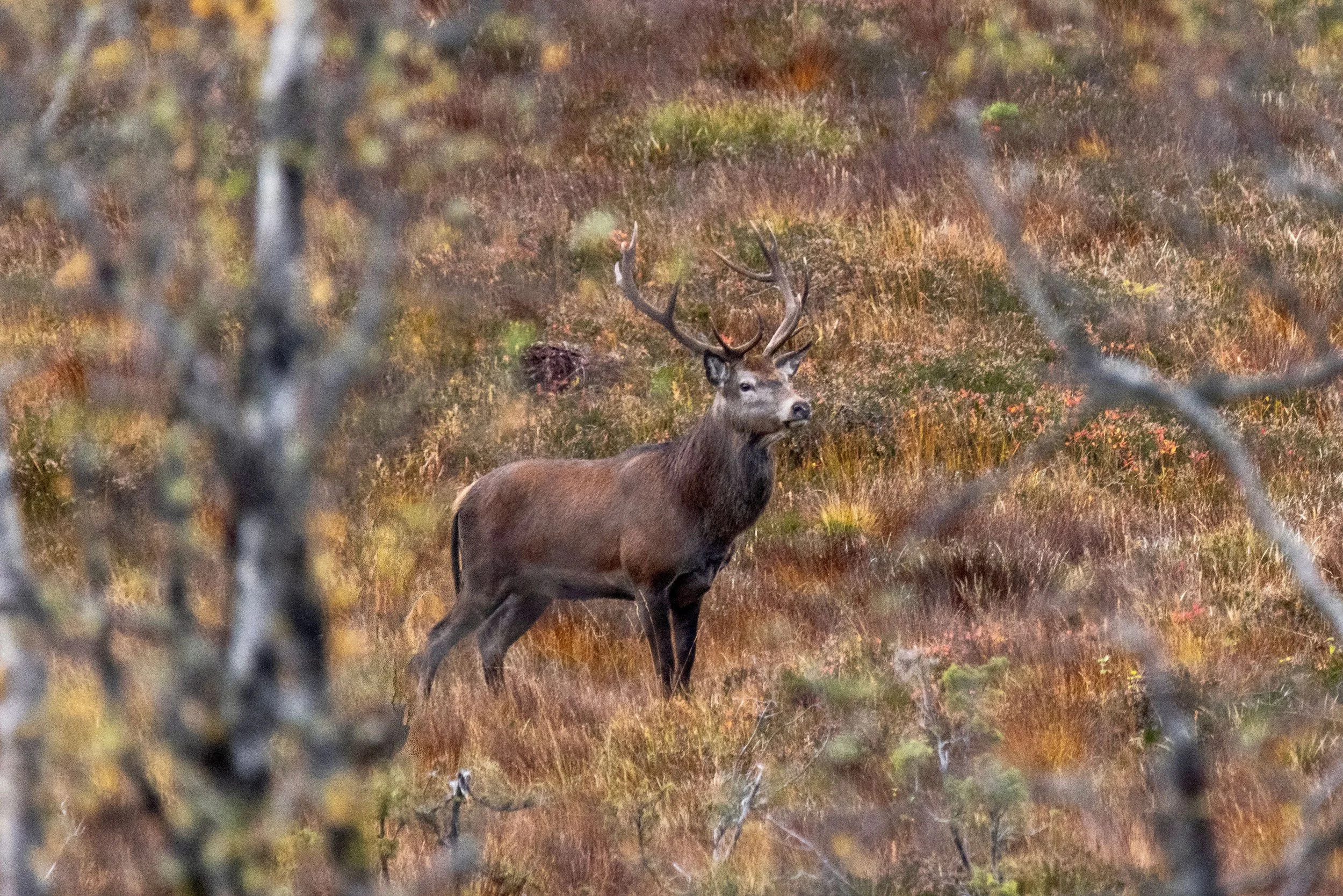 Hjortebukk,12 taggar.