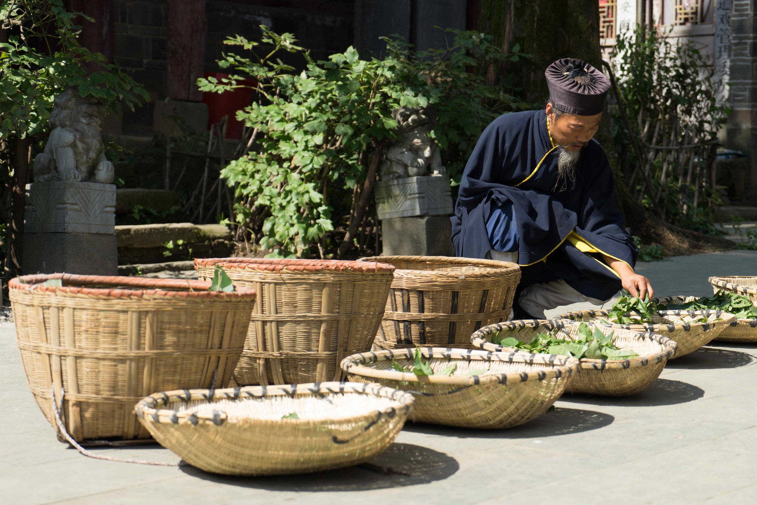 Li Shifu triant des herbes médicinales