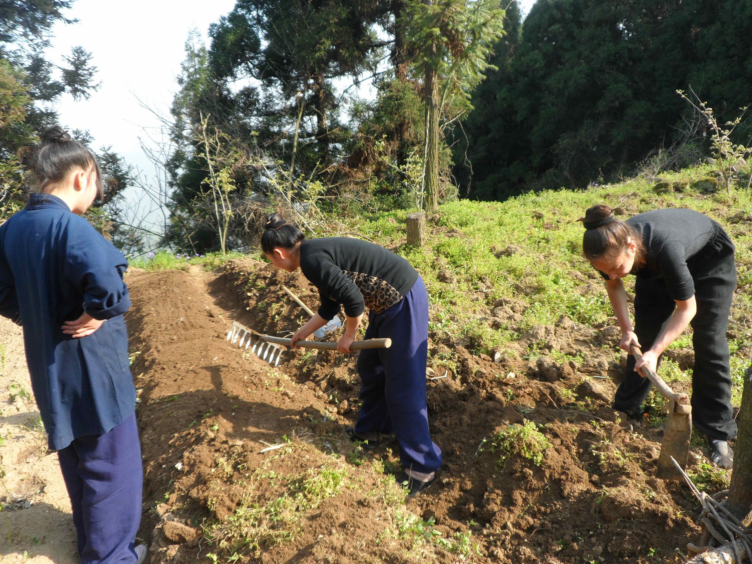 Travail au potager