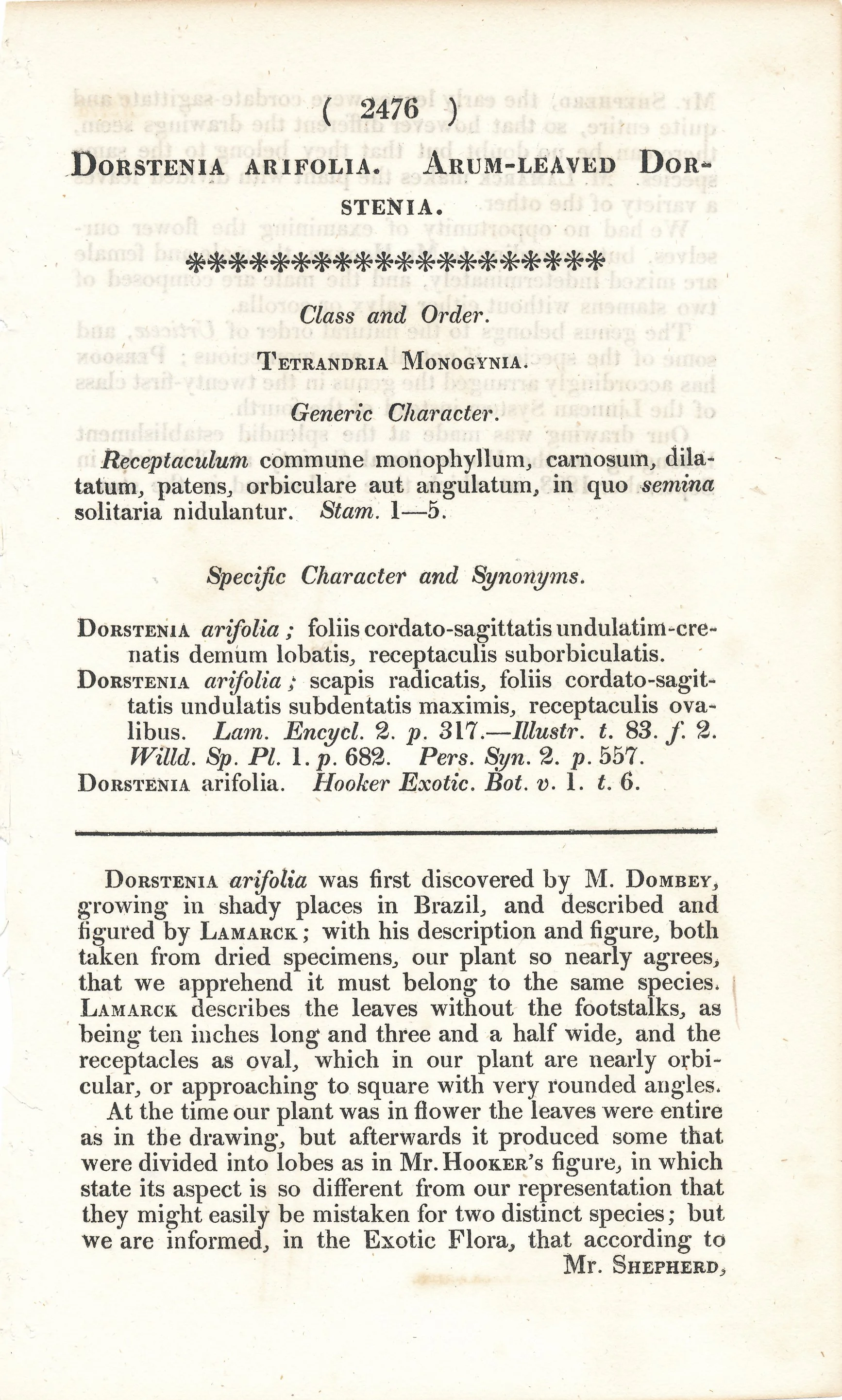 Botanical Page 2 Dorstenia-2.jpg