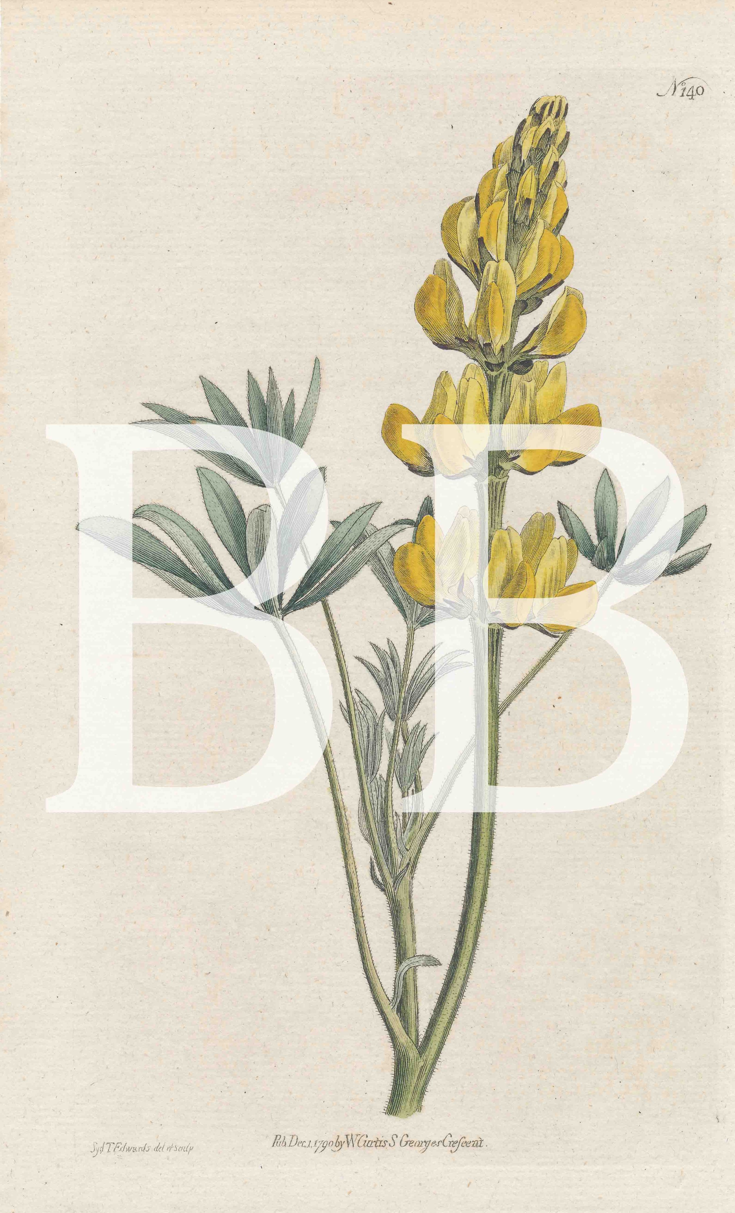 Yellow Lupine with Watermark-1.jpg