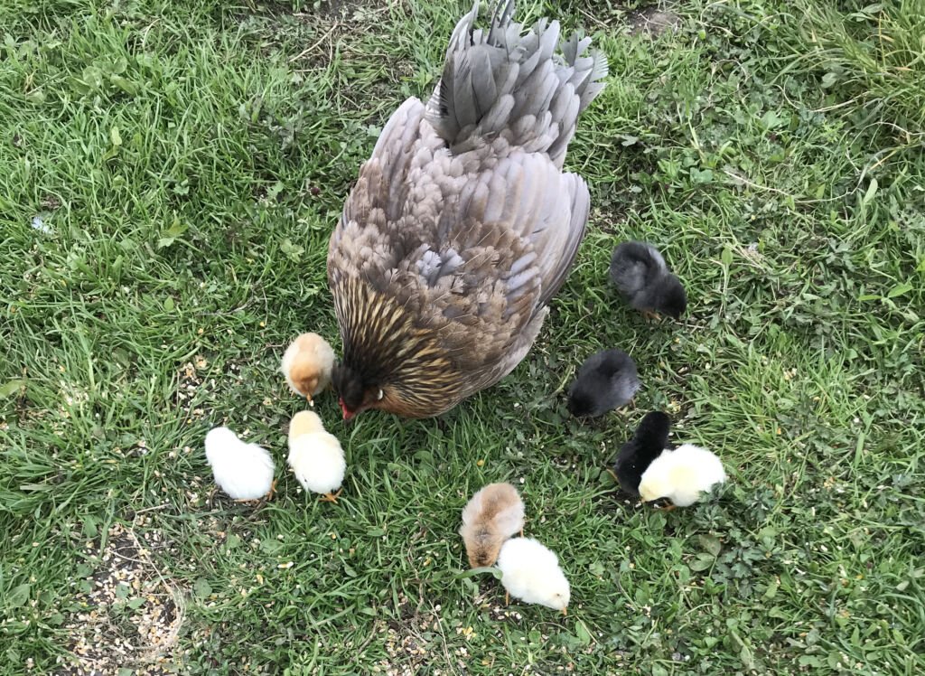 Our-farm-chickens-1024x748.jpg