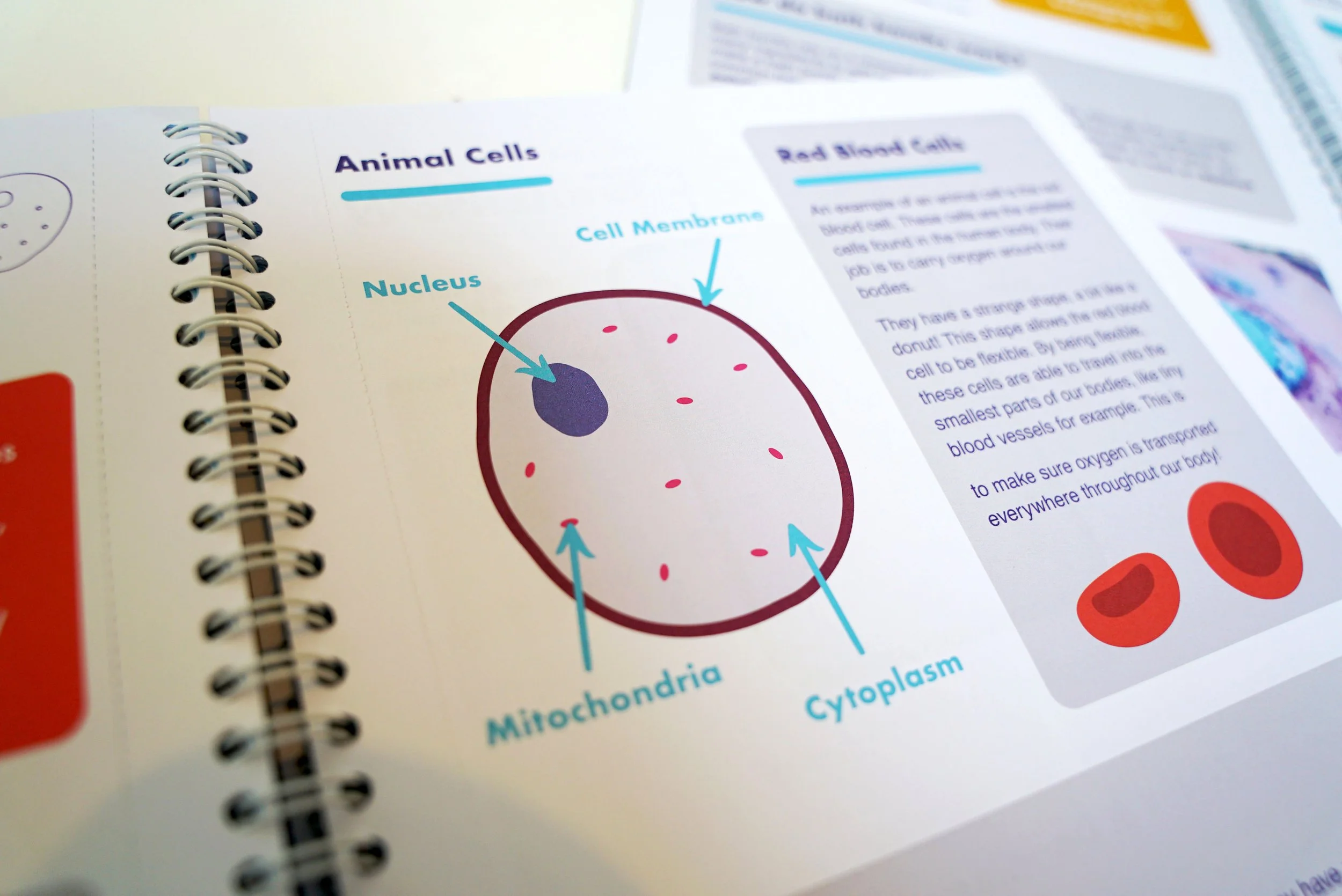 Illustration design for S4 workbook