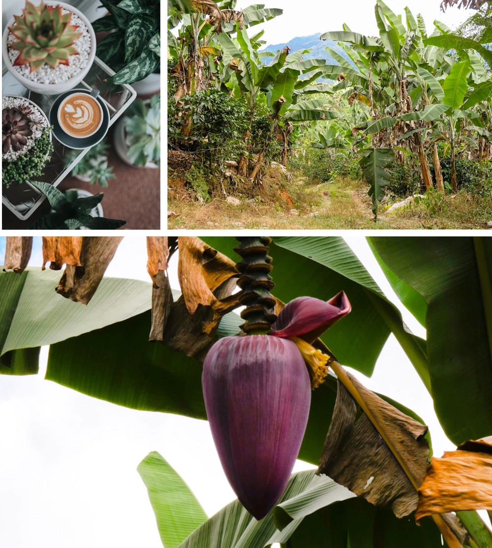 The Best Coffee In Costa Rica And Where To Find It Tandem Flights And Paragliding School Est