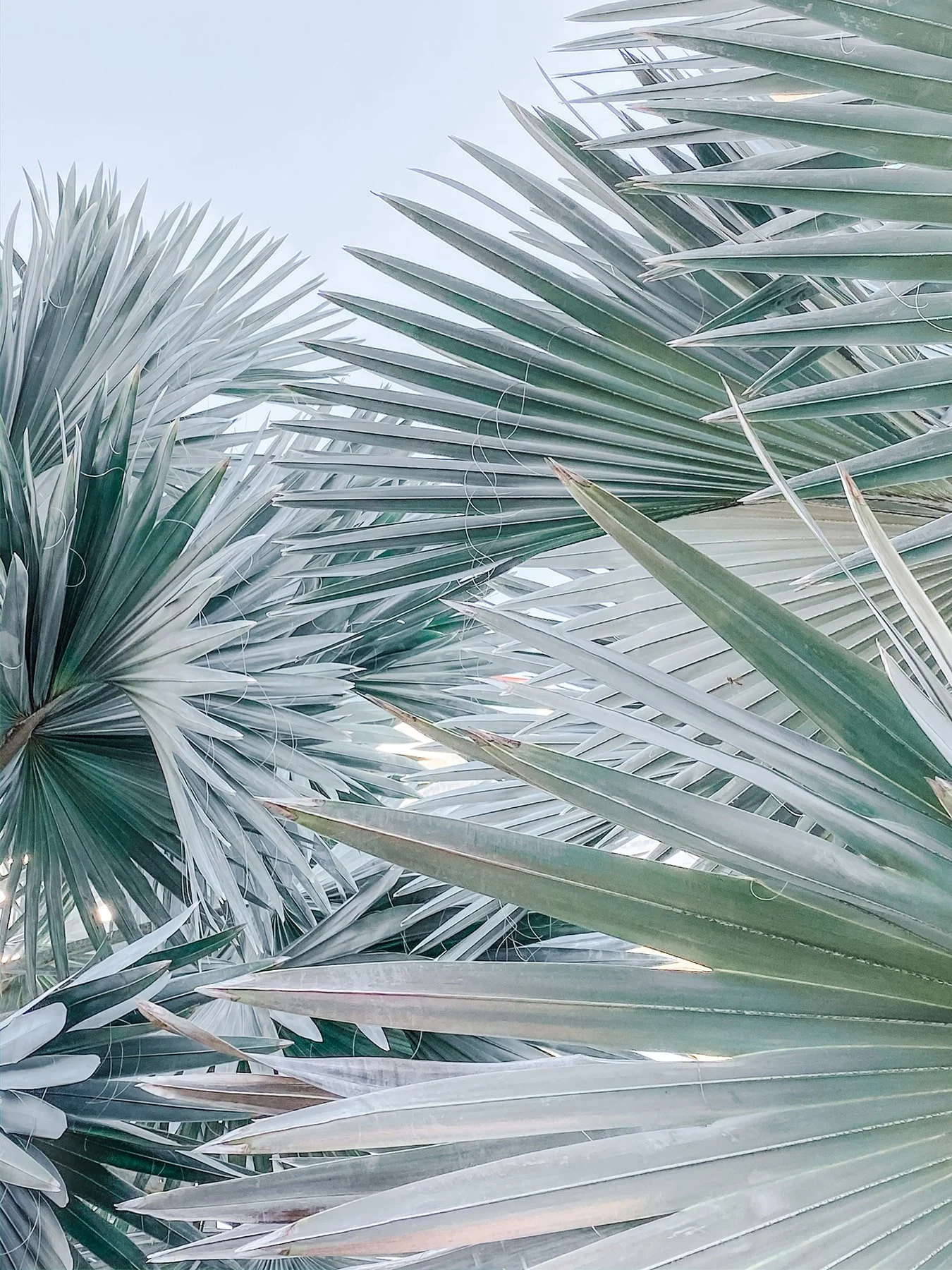 tropical plant