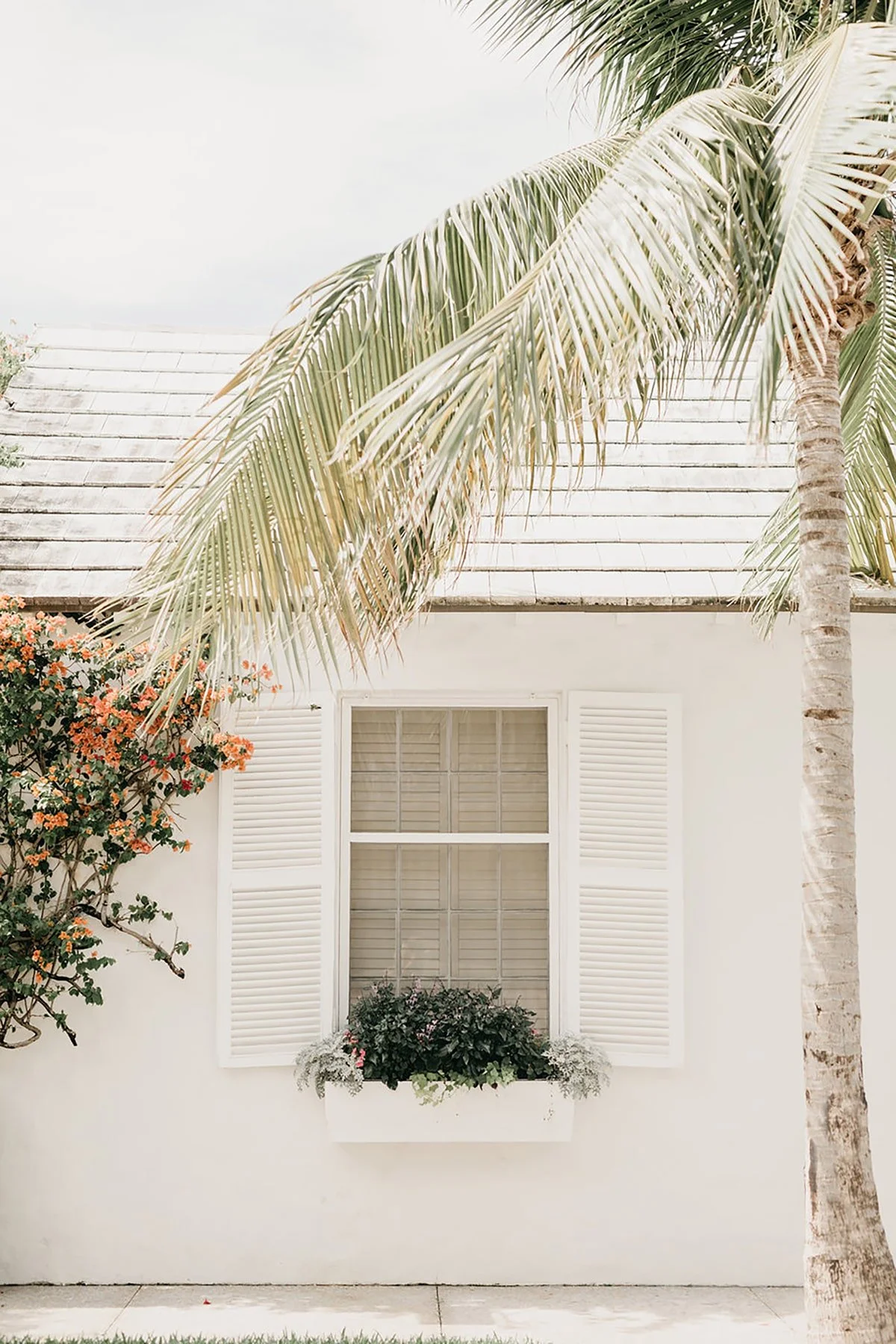 house with a palm tree