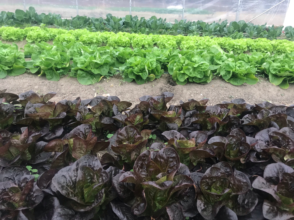 Store 1 — Row by Rowe Farm