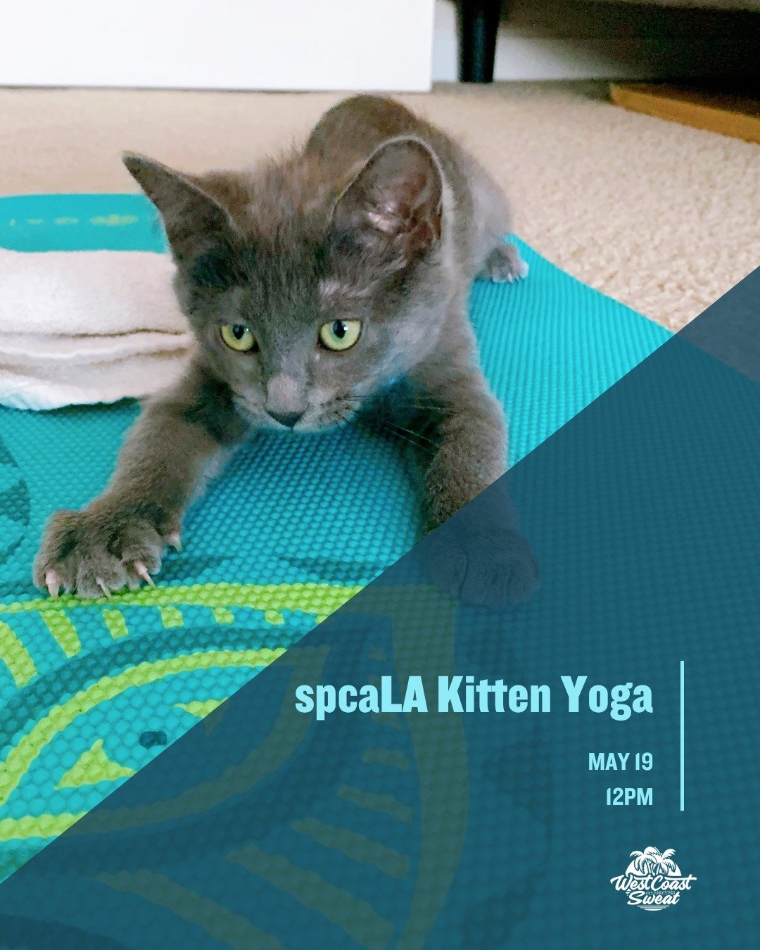 Looking for a unique way to unwind and connect with some of the cutest creatures? Come join us for a special yoga class in support of spcaLA.

🗓️ Sunday, May 19
⏰ 12pm
📍 West Coast Sweat Long Beach

During class, your furry friends will be close by