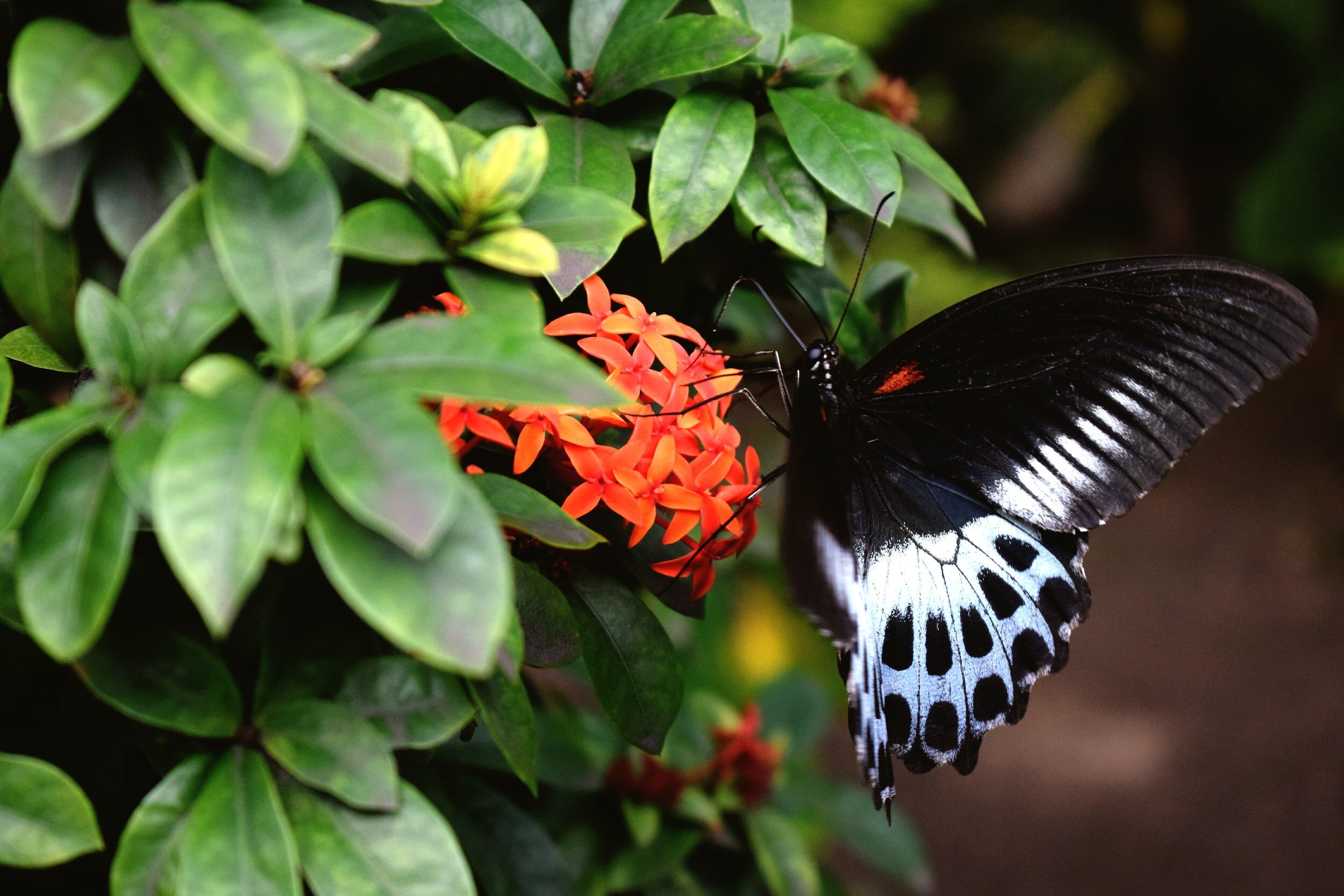 Nurtured By Nature