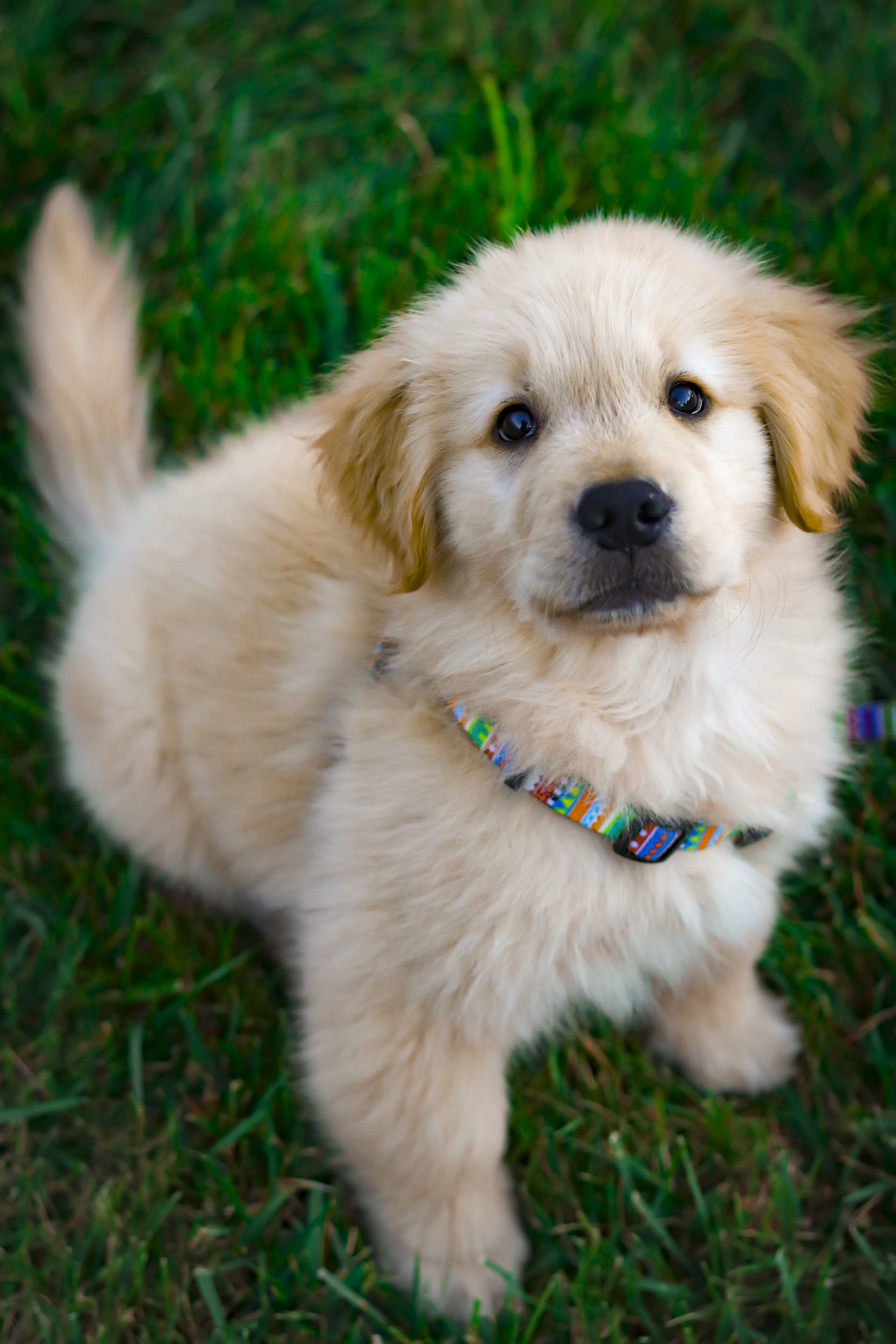 Furry Friends Help Mental Health