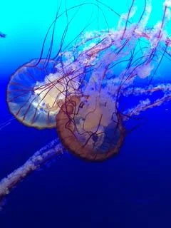jelly Fish.jpg