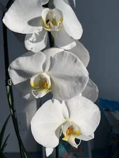Orchid- Glenda.jpg