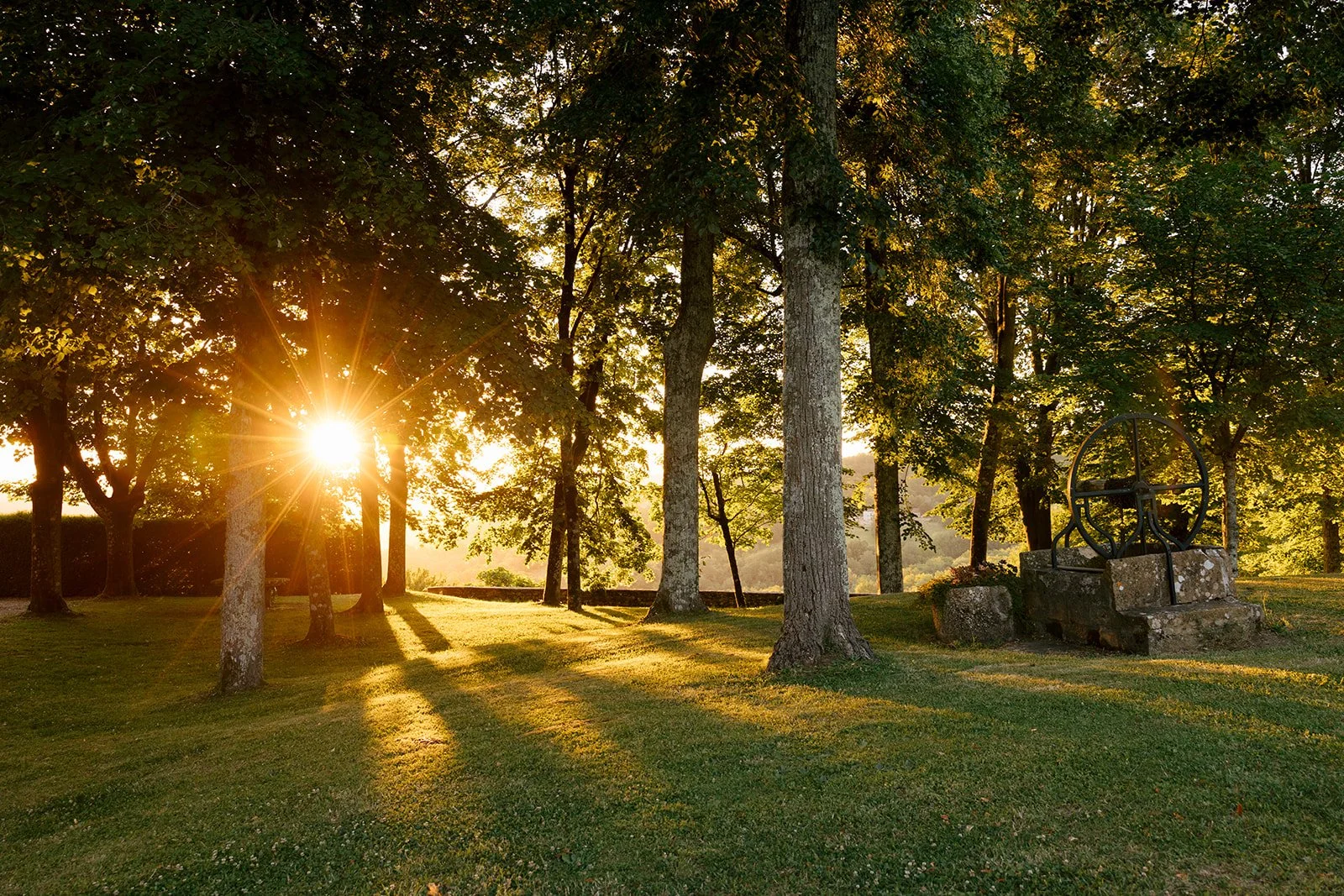 Sunset in a park with tall trees casting long shadows on the grass and a stone bench with a metal backrest.