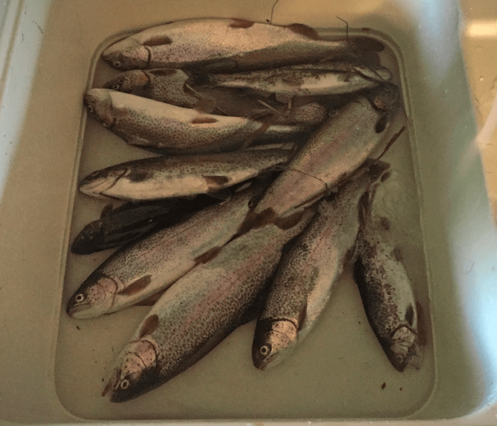 Rainbow trout fishing spring season in Illinois 