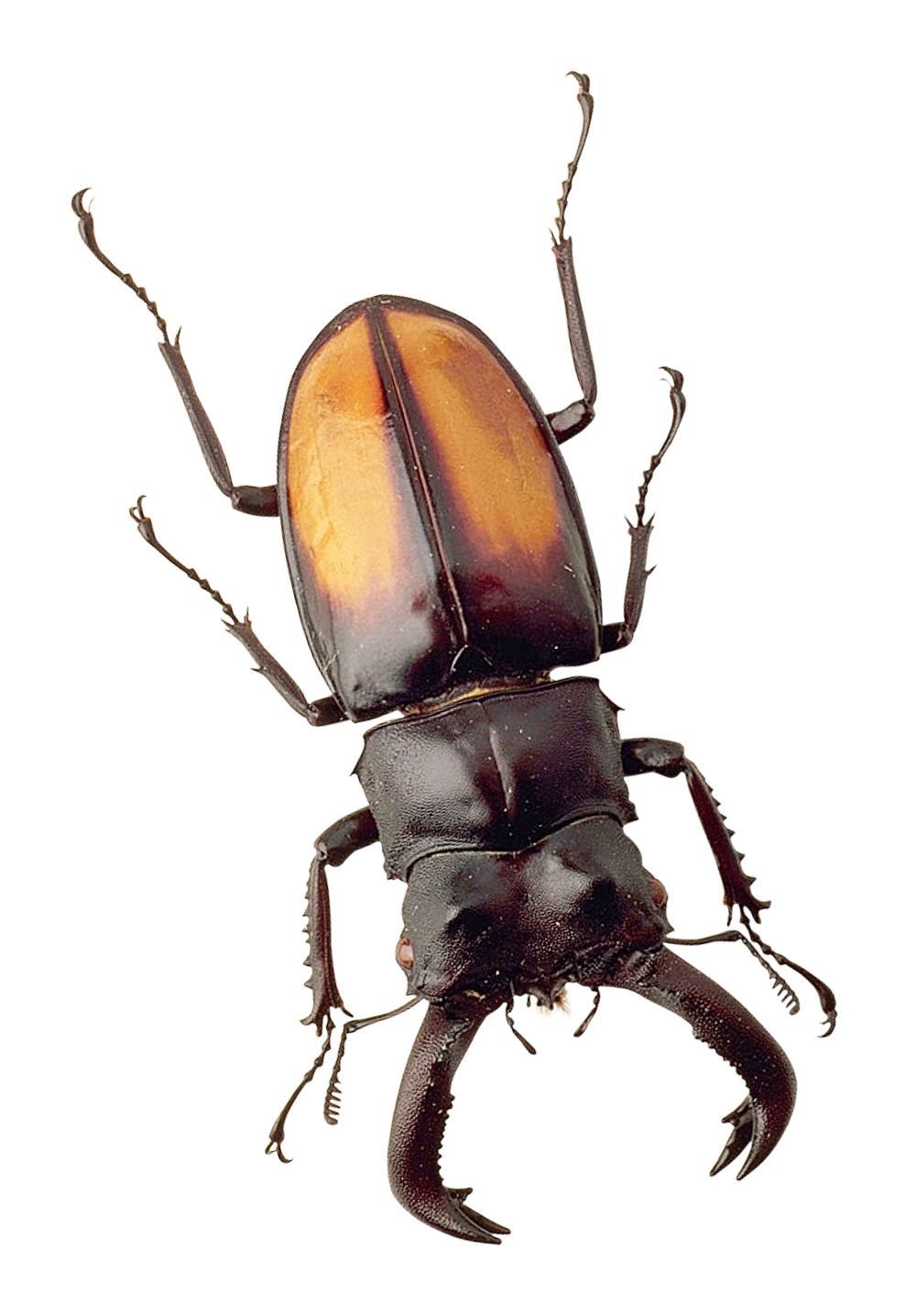 purepng.com-beetlenature-macro-fly-danger-insect-beetle-bug-pest-wild-zoology-bite-dangerous-smallanimals-82152399428247nsr.png