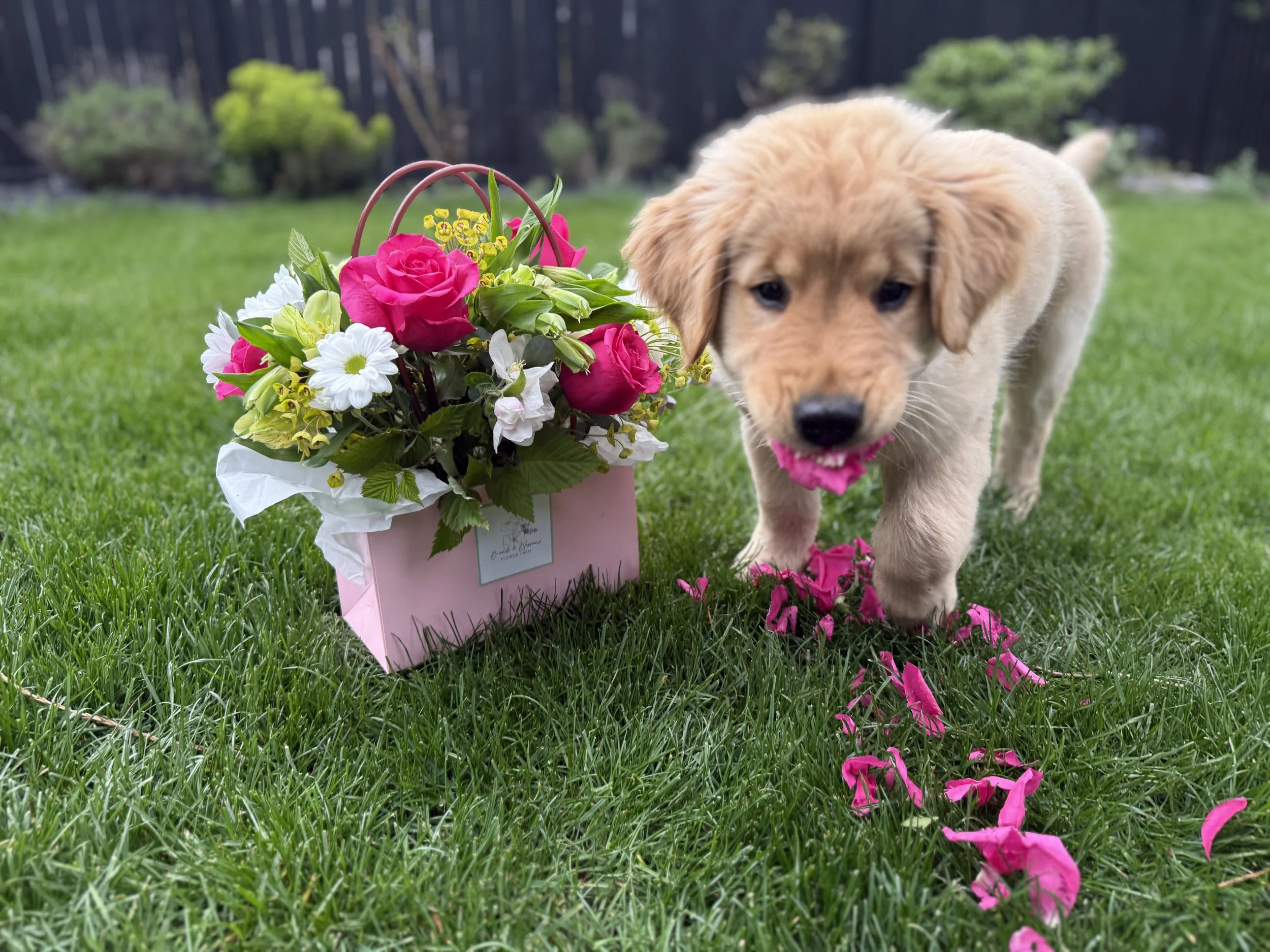 Flowers in mouth and bouquet.jpg