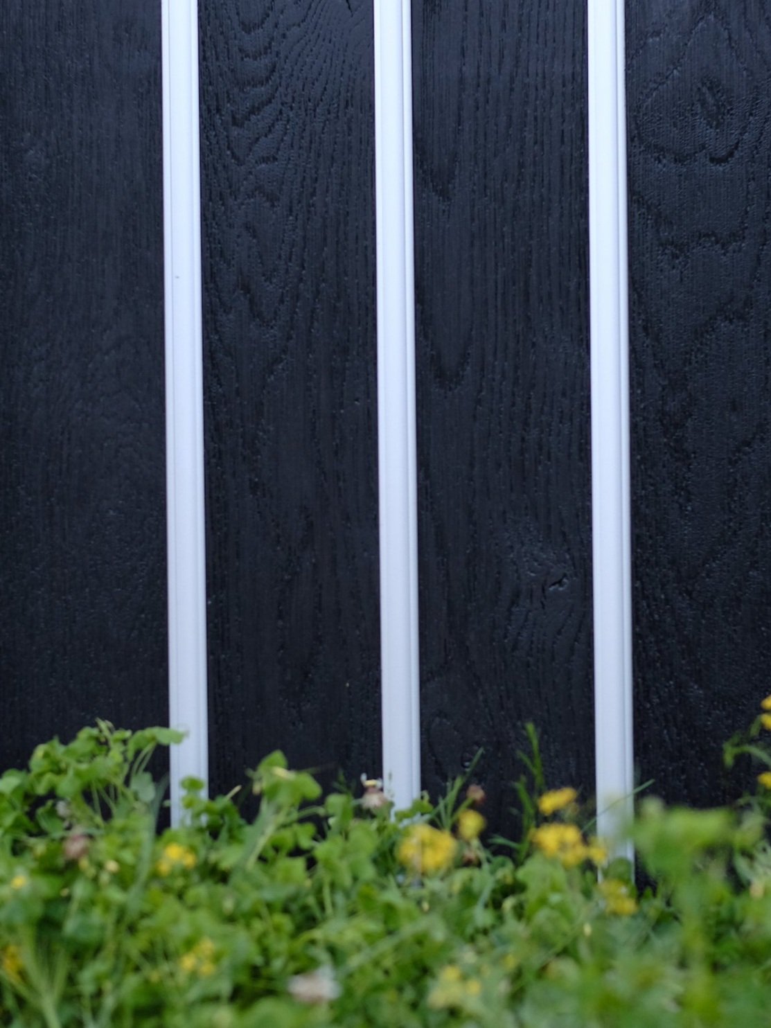 Dandilion Header LR.jpg