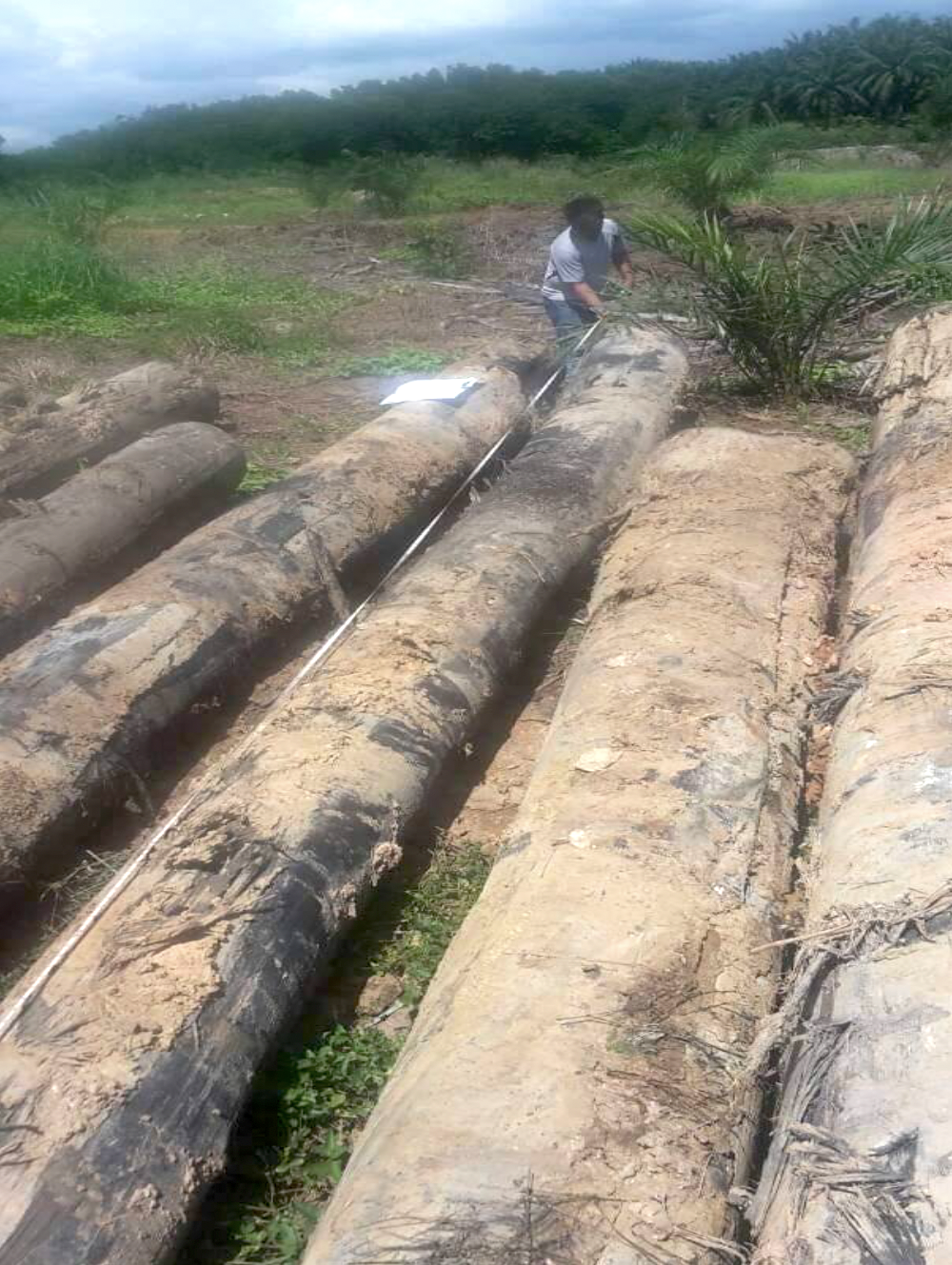 Slatted Post Consumer Ulin Source 2 - salvaged reclaimed logs .png