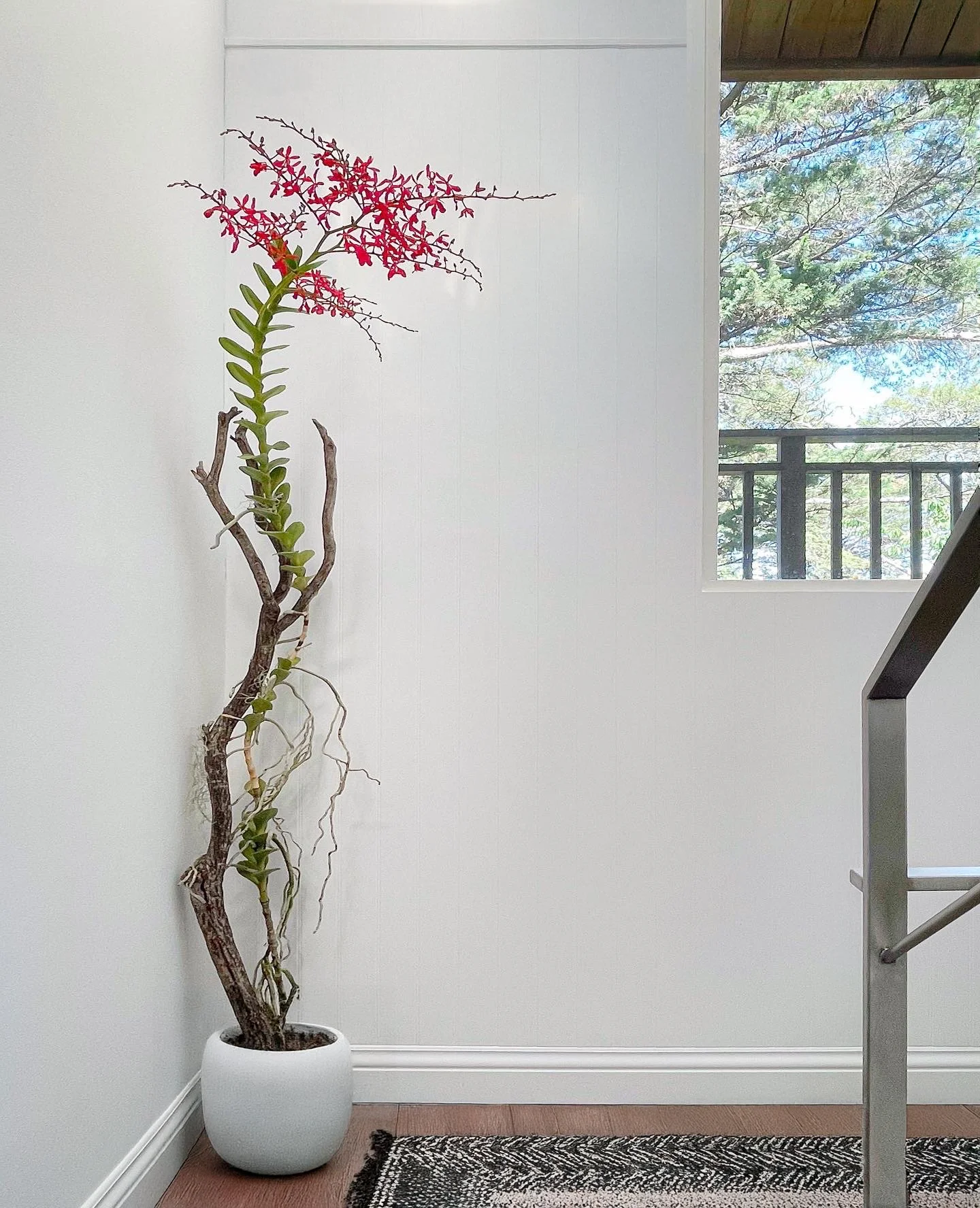 Sausalito Orchid.jpg