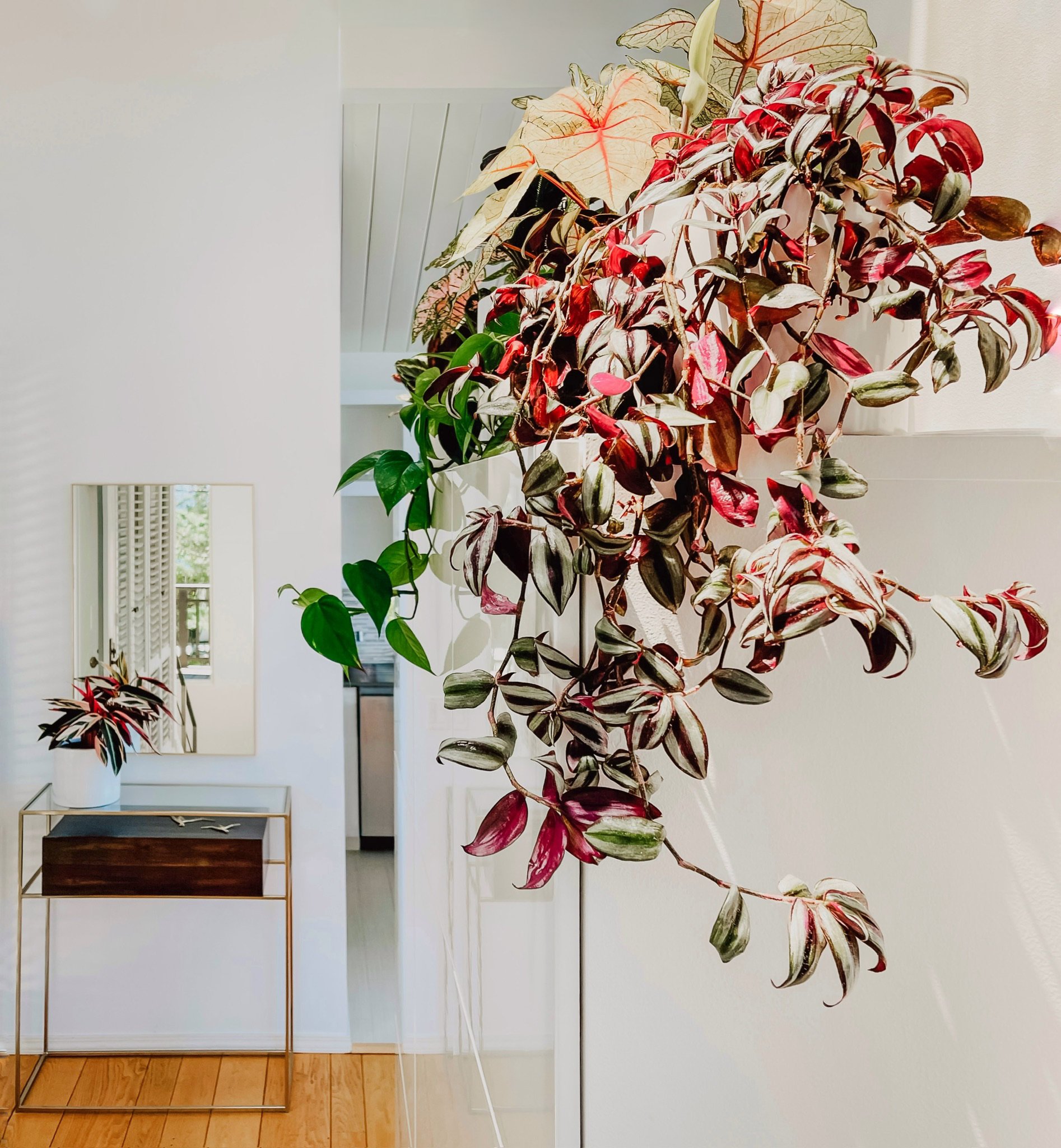 Sausalito Jungle.jpg