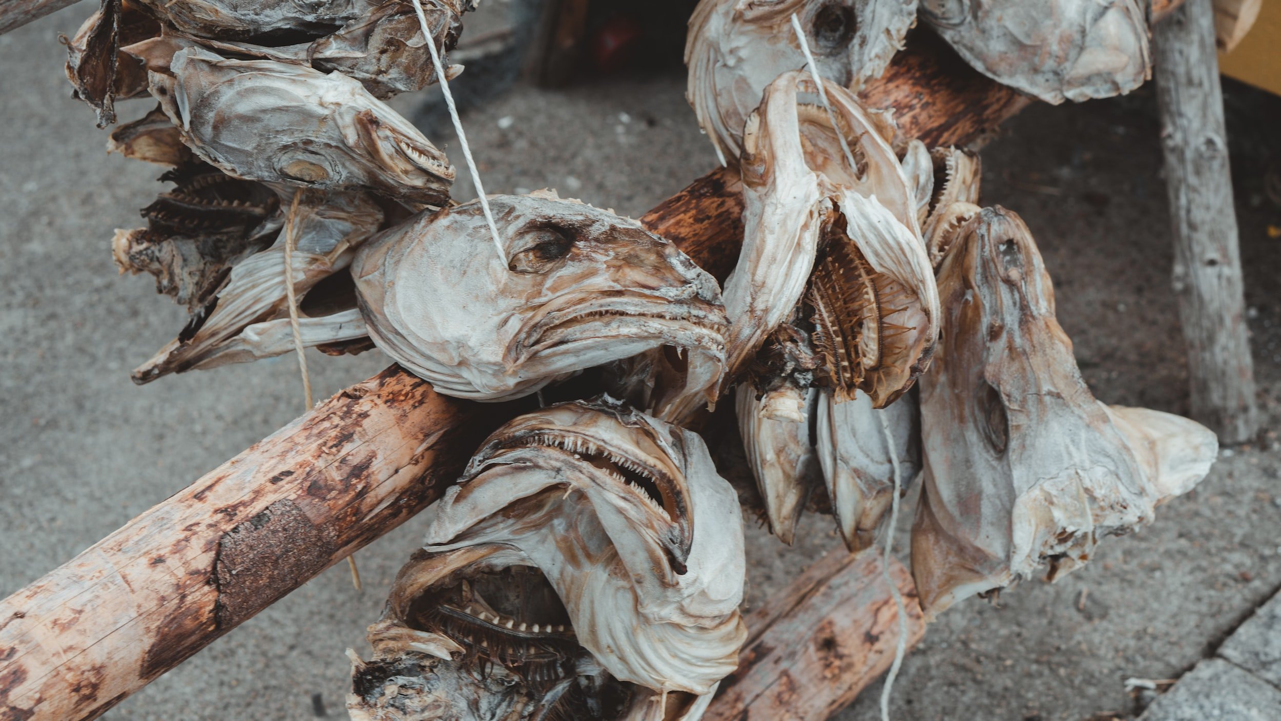dried fish heads strung on post