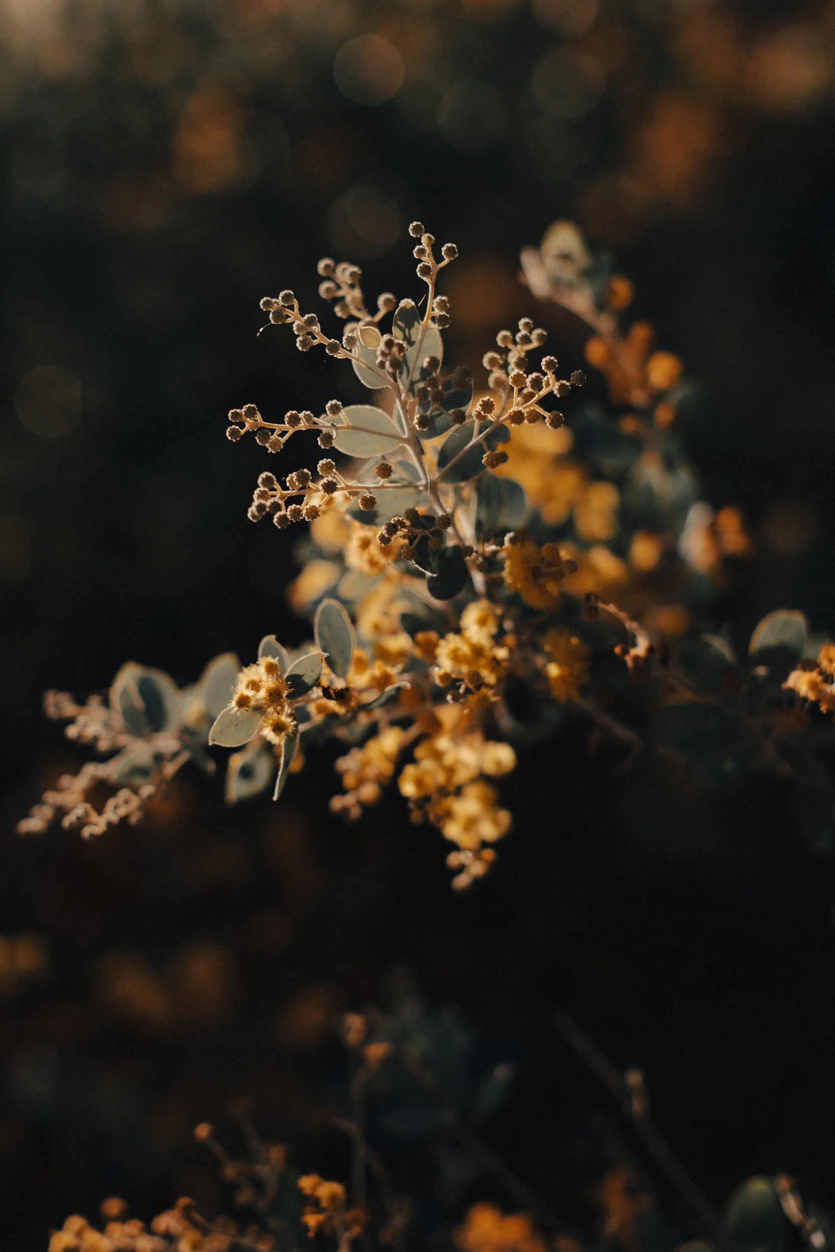 Close-up of small yellow flowers and green leaves on a dark background, illuminated by warm sunlight.