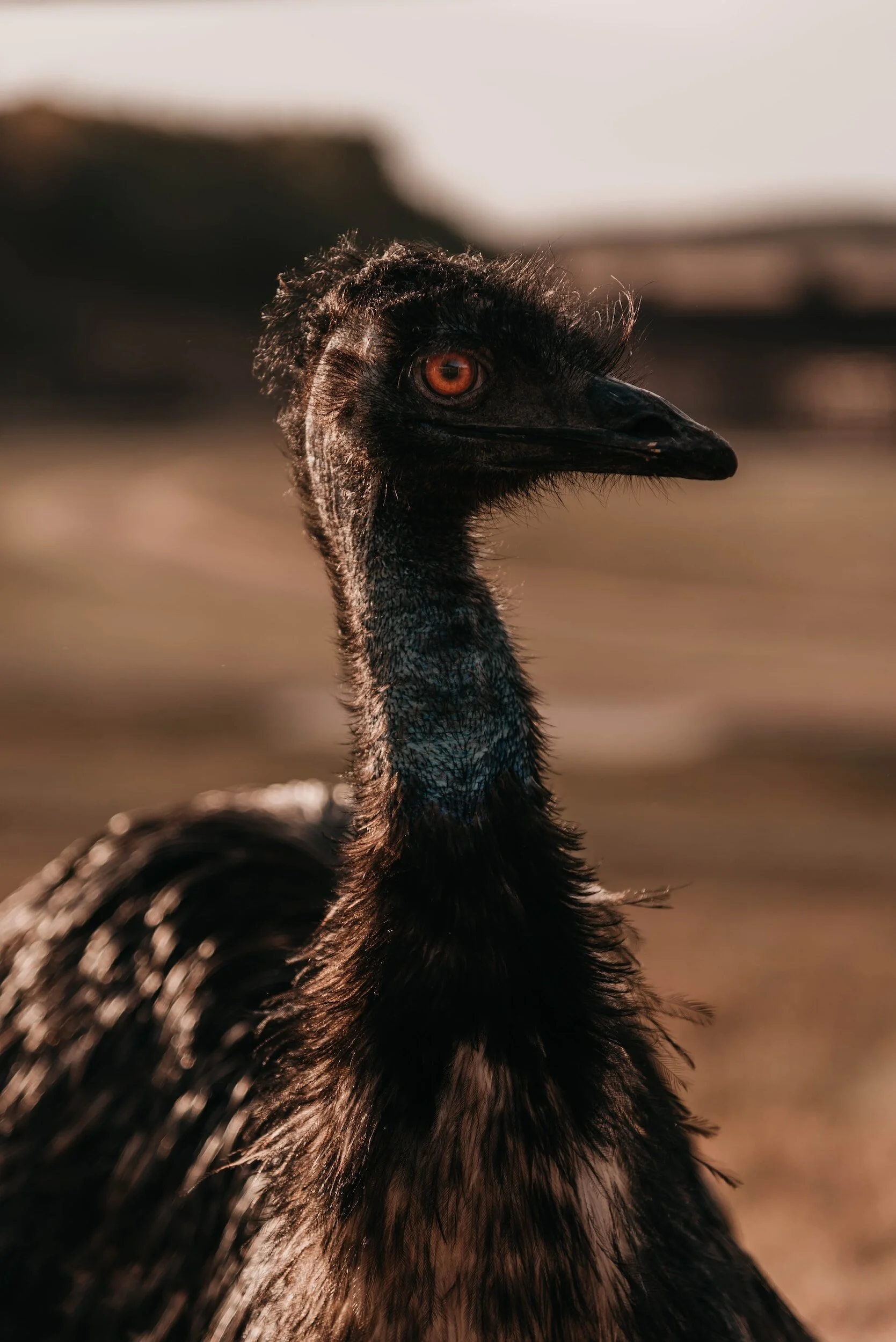 Close-up of a black emu with orange eyes, standing outdoors with a blurred background.