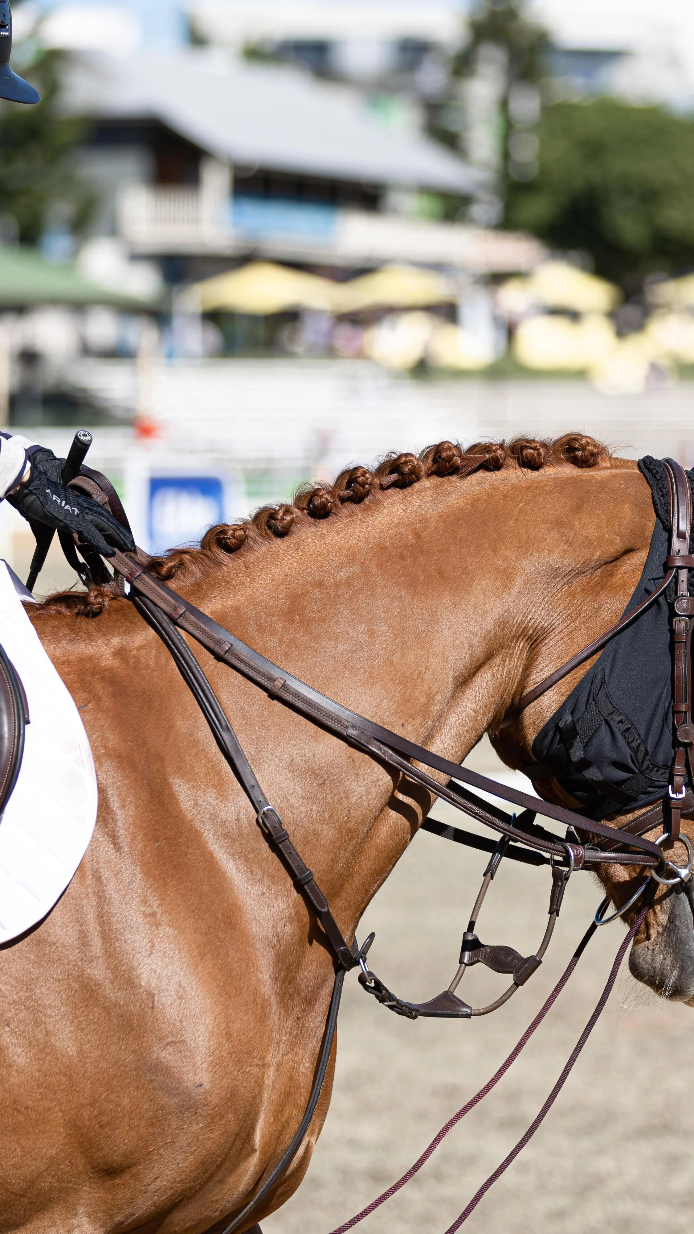 Hayley Morris — Rangeview Equestrian