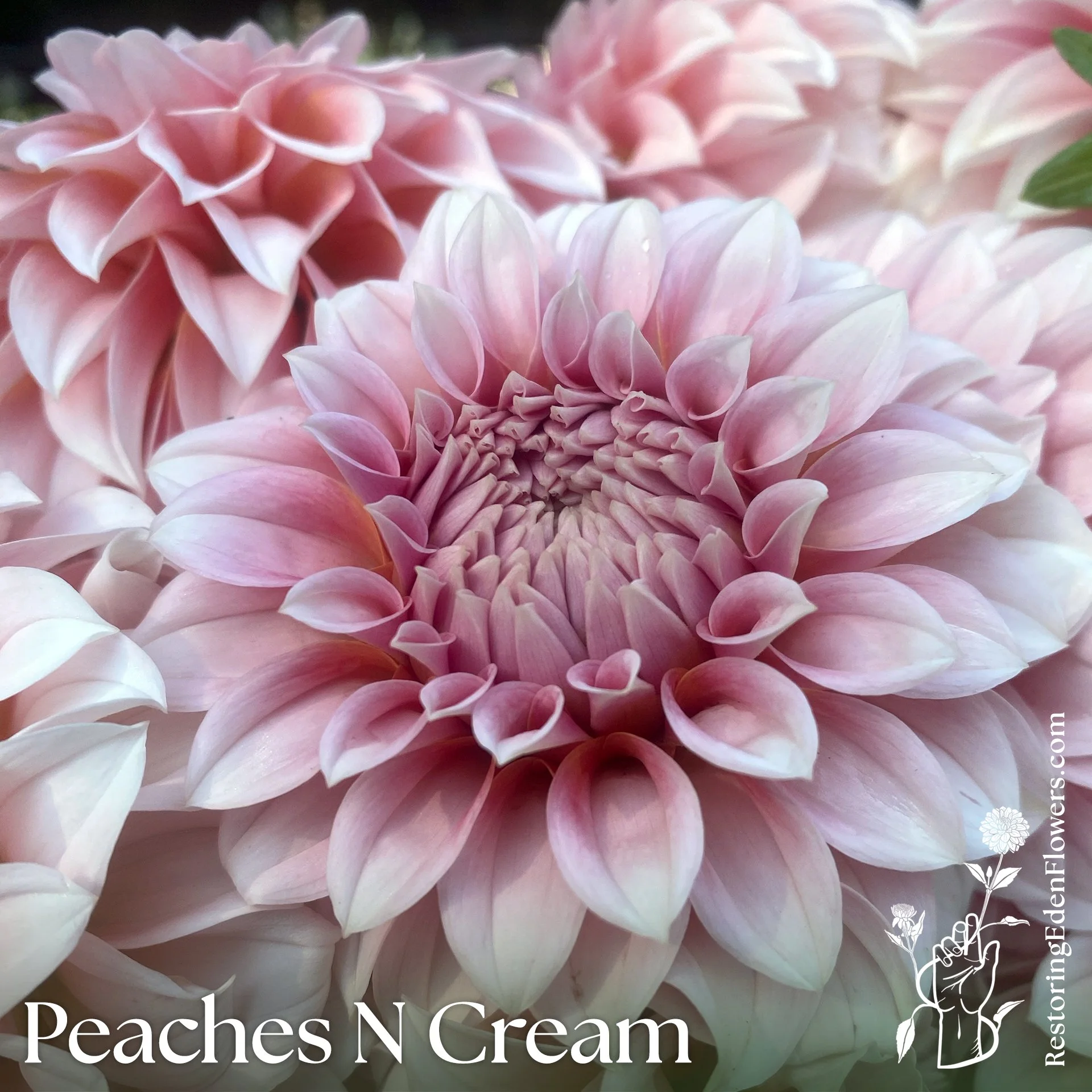 PeachesNCream4.jpg (Copy)