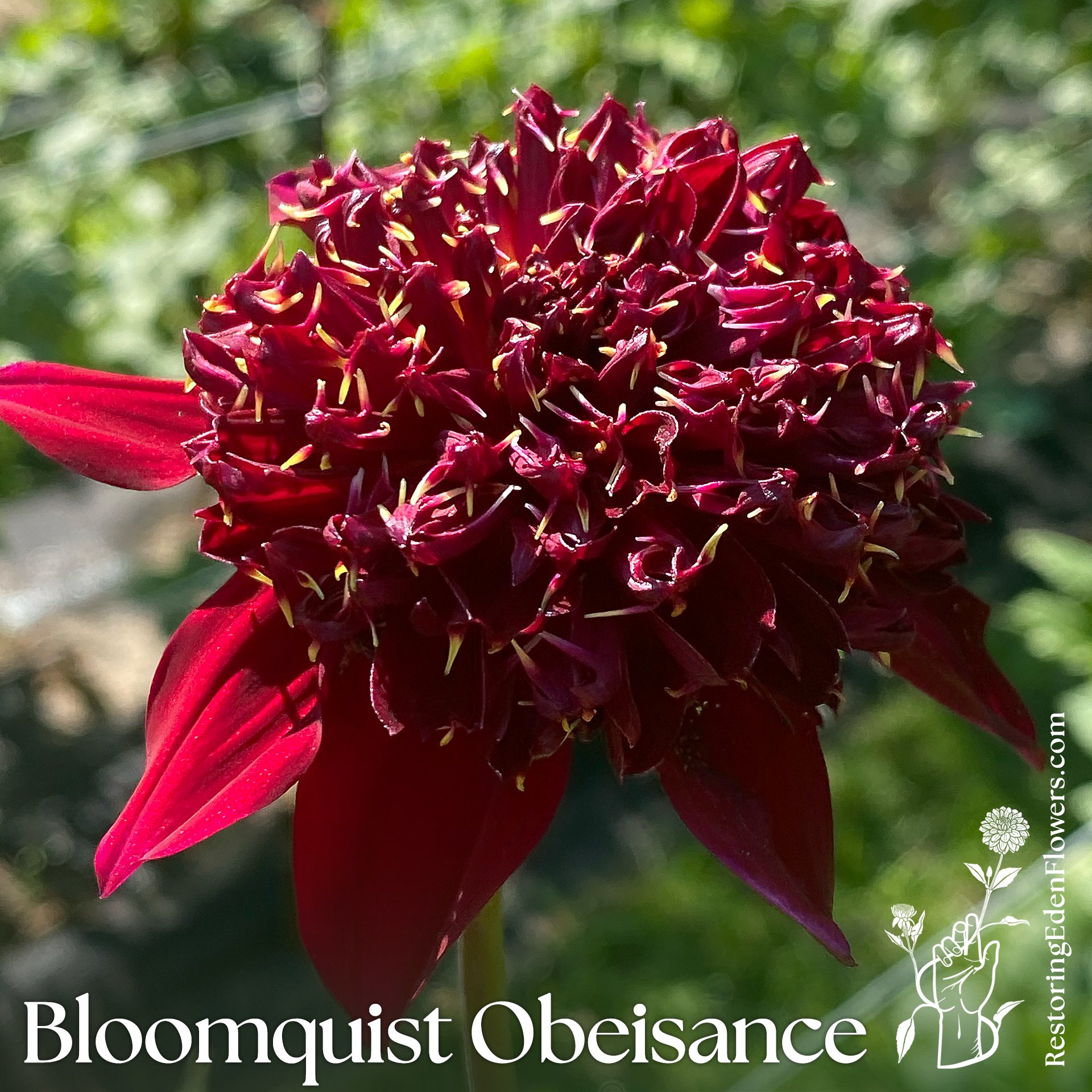 Bloomquist Obeisance