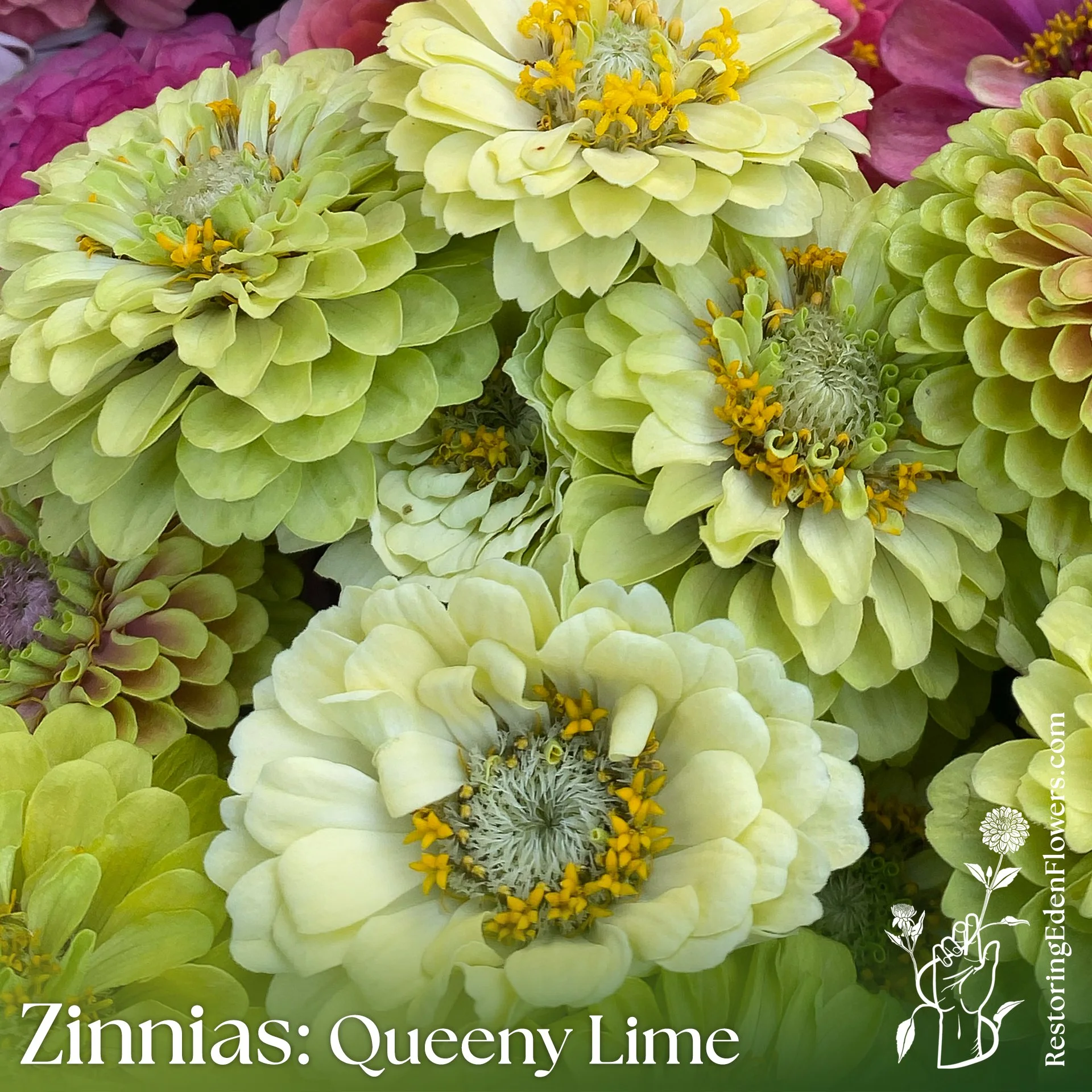 Zinnias: Queeny Lime