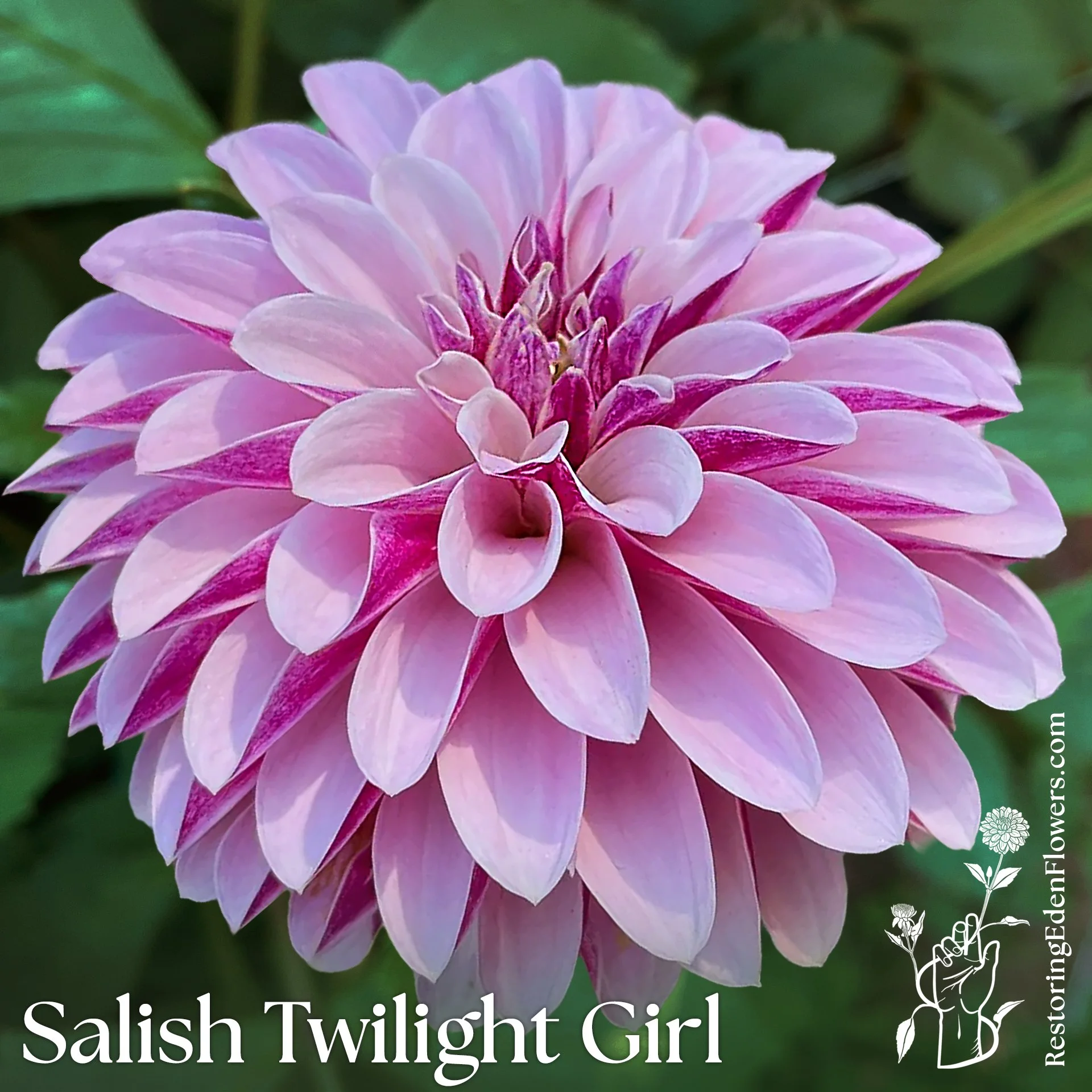 Salish Twilight Girl