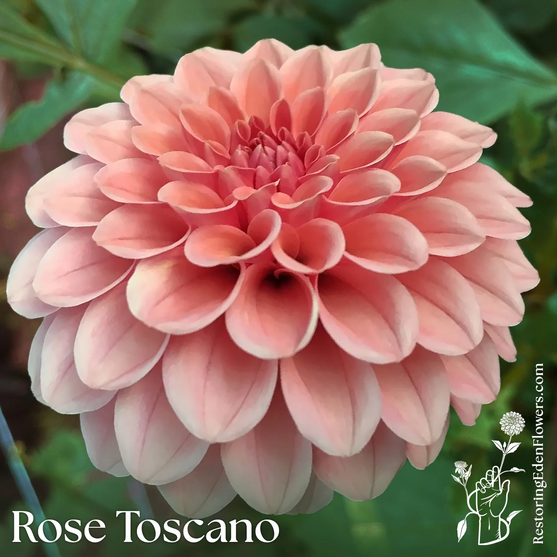 Rose Toscano