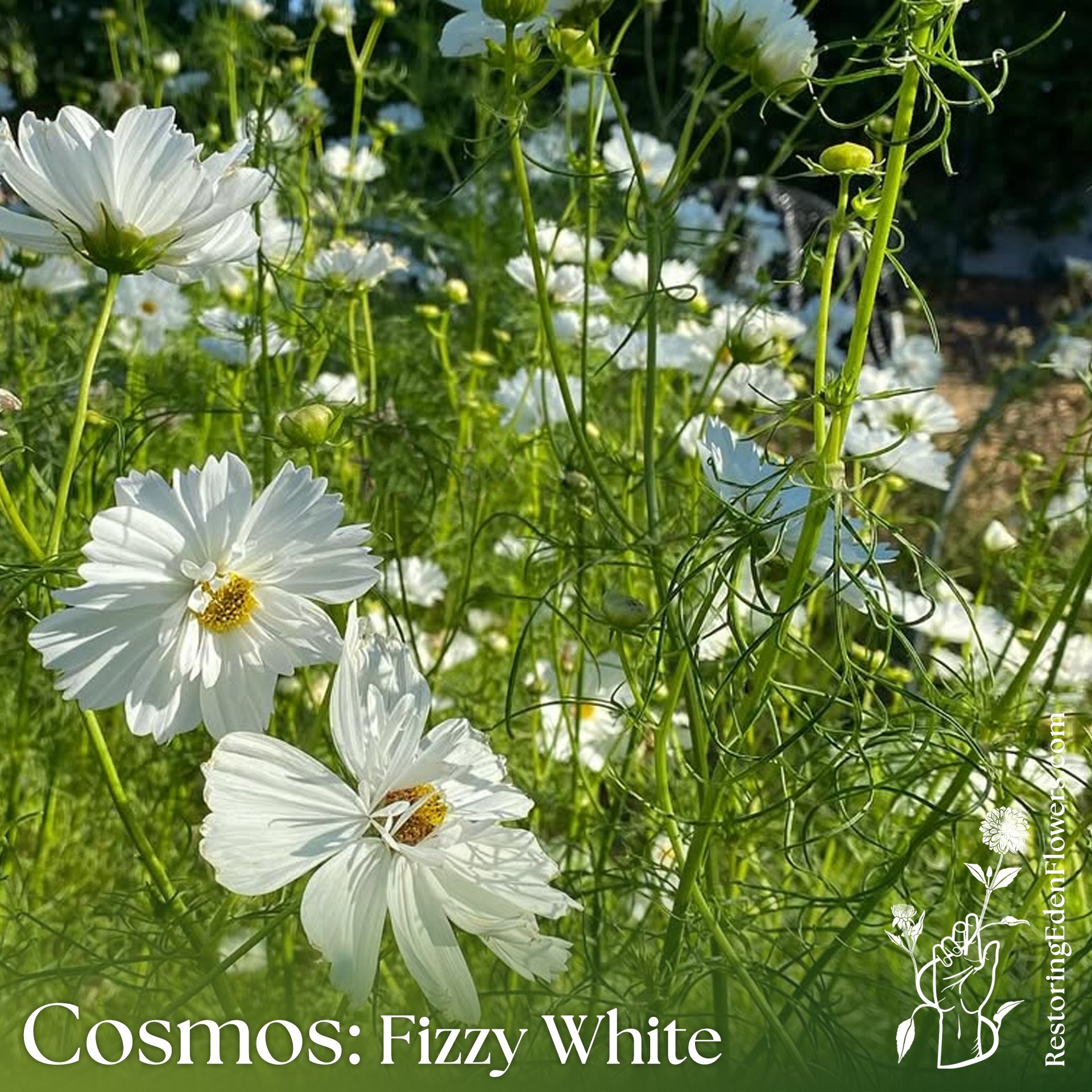 Cosmos: Fizzy White