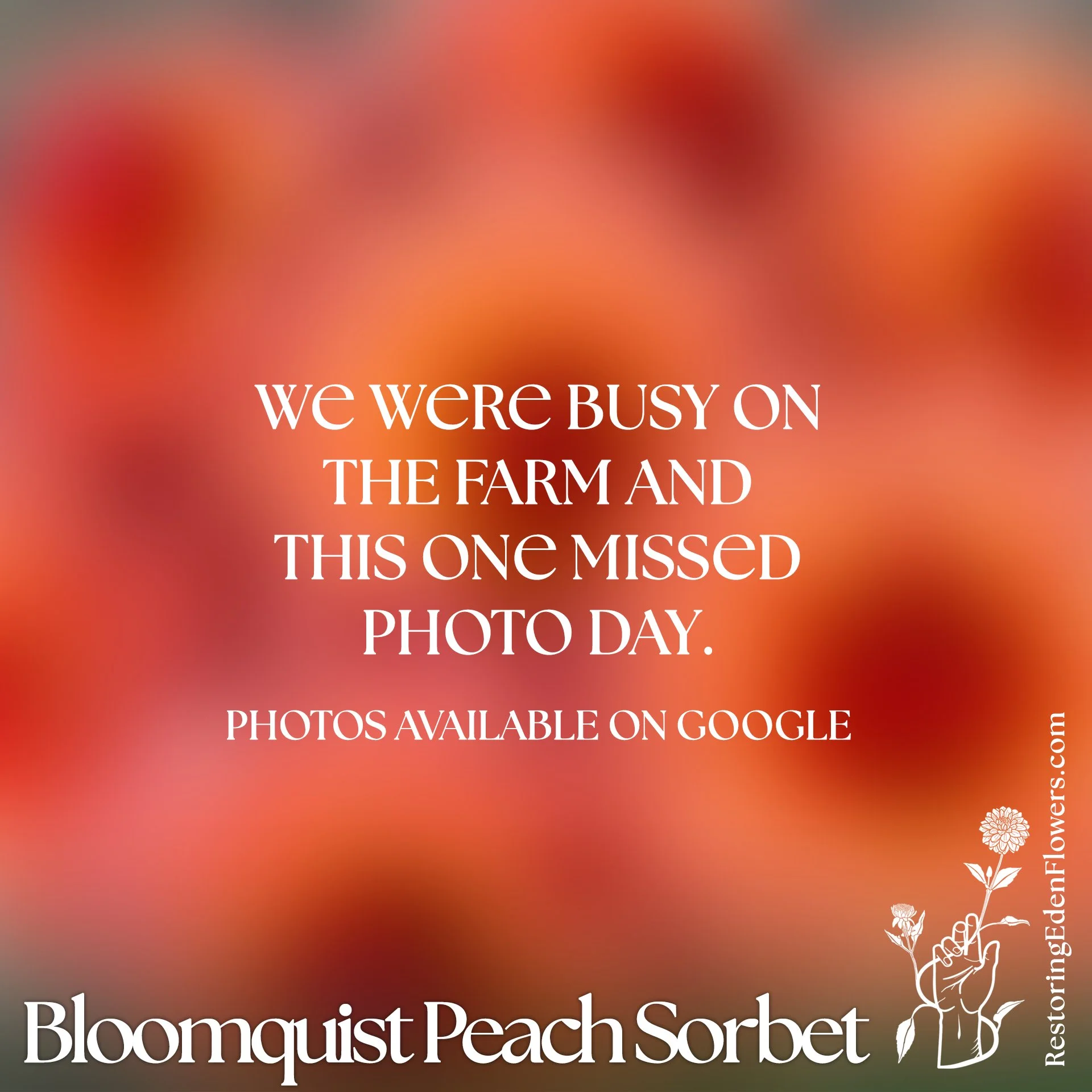 Bloomquist Peach Sorbet