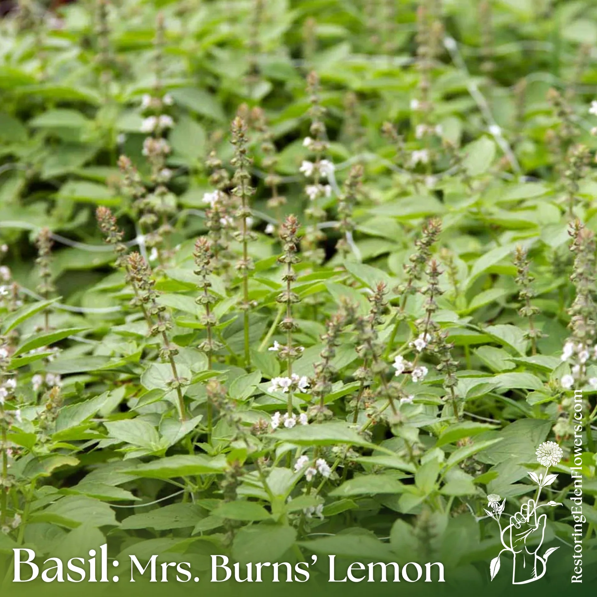 Basil: Mrs Burns' Lemon