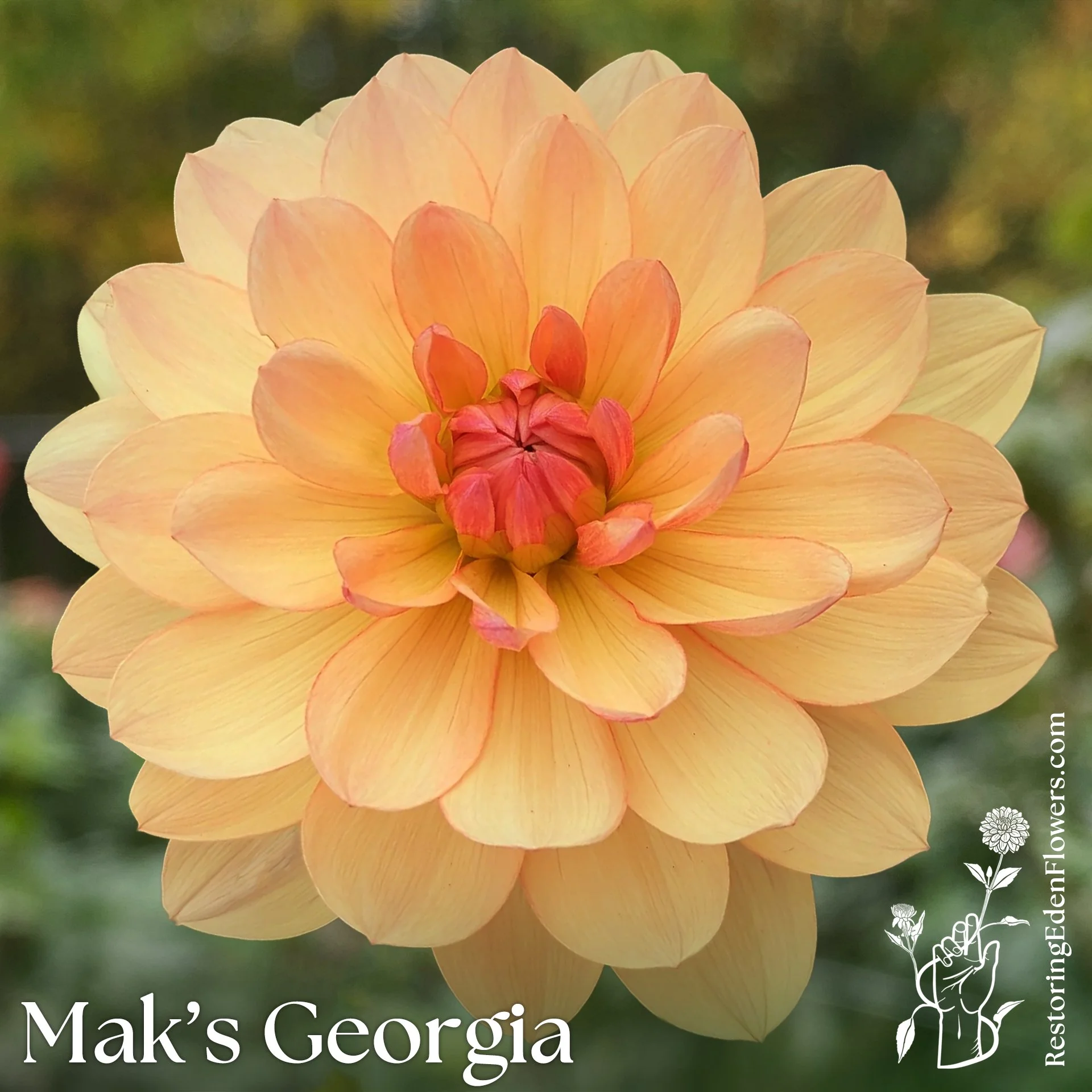 Mak's Georgia